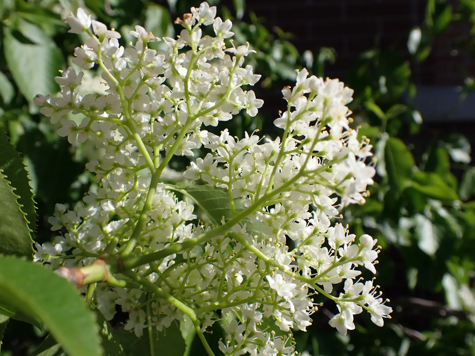Nannyberry Viburnum (Viburnum Lentago) — shrub for full or half; nannyberry Viburnum provides year-round interest with minimal maintenance