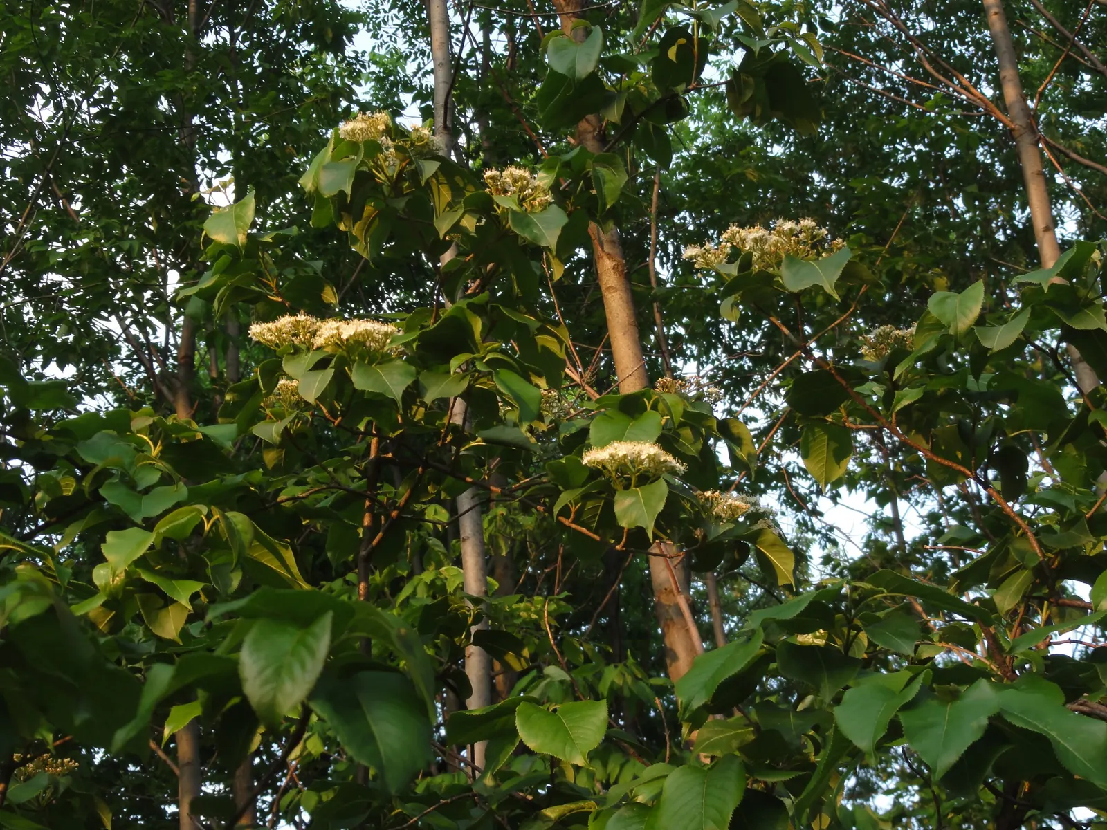 Nannyberry Viburnum (Viburnum Lentago) — clusters of fragrant white flowers in spring