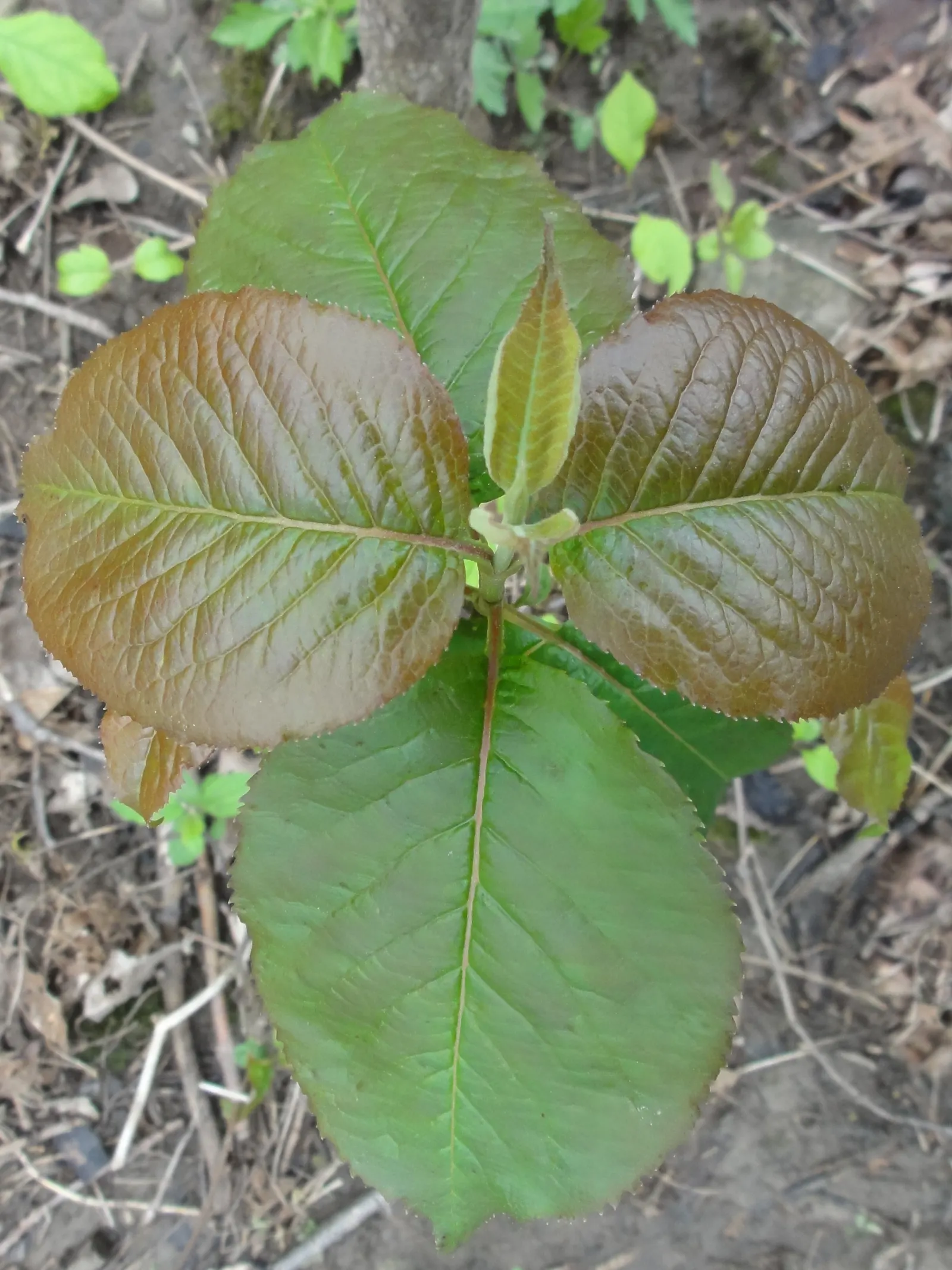 Nannyberry Viburnum (Viburnum Lentago) — with a hardiness from zones 2 to 8; its upright growth habit and arching branches make it well-suited for use as a