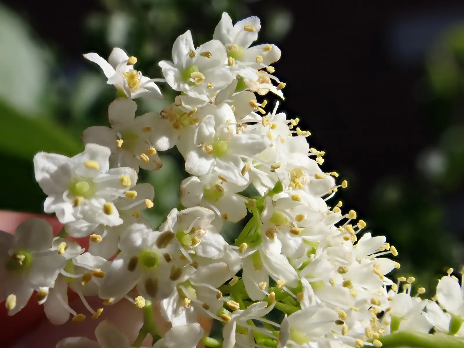Nannyberry Viburnum (Viburnum Lentago) — Nannyberry thrives in full sun to partial shade conditions; its upright growth habit and arching branches make it