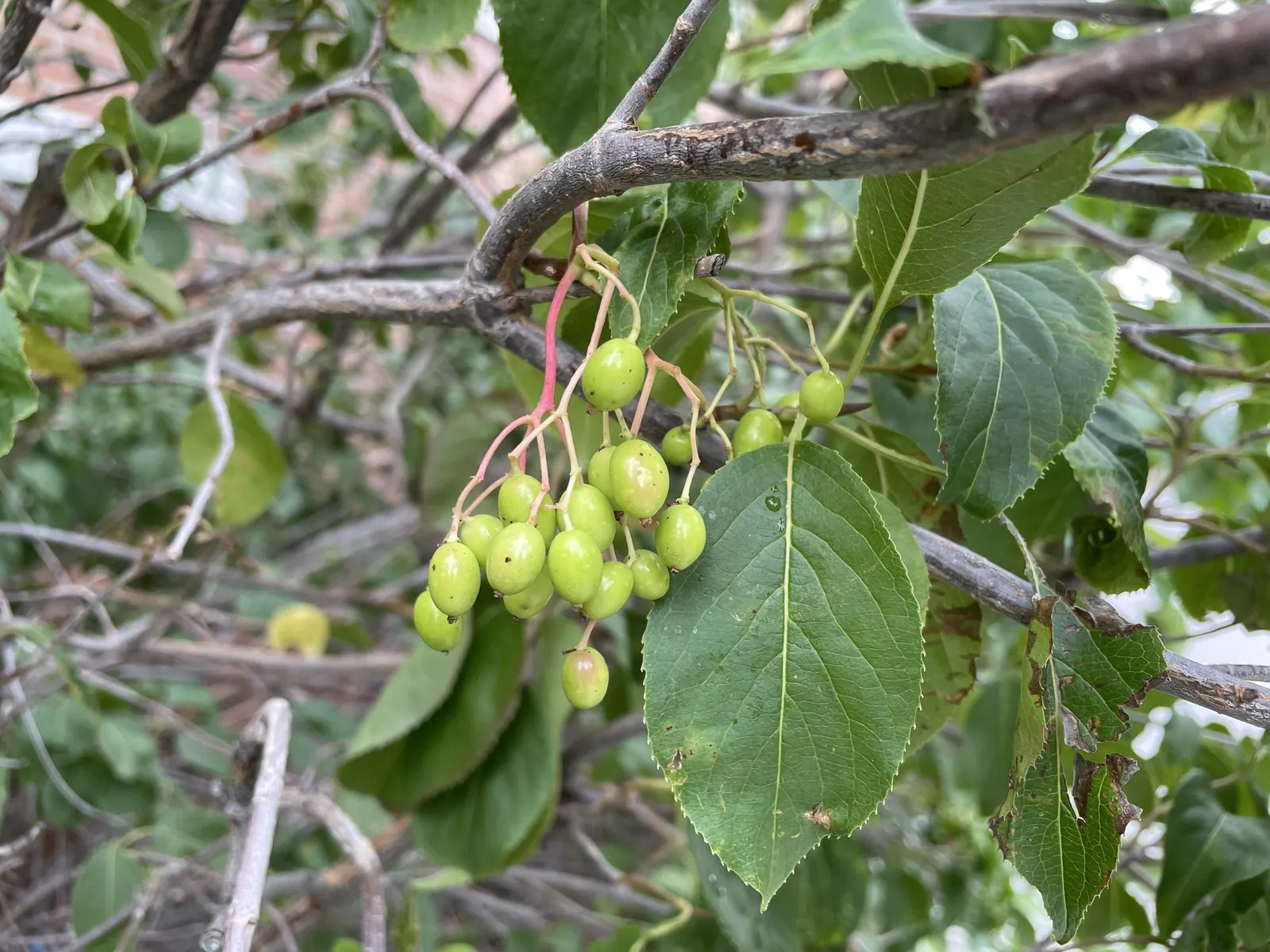 Nannyberry Viburnum (Viburnum Lentago) — It is relatively drought-tolerant once established; it thrives in full sun to partial shade, image 73