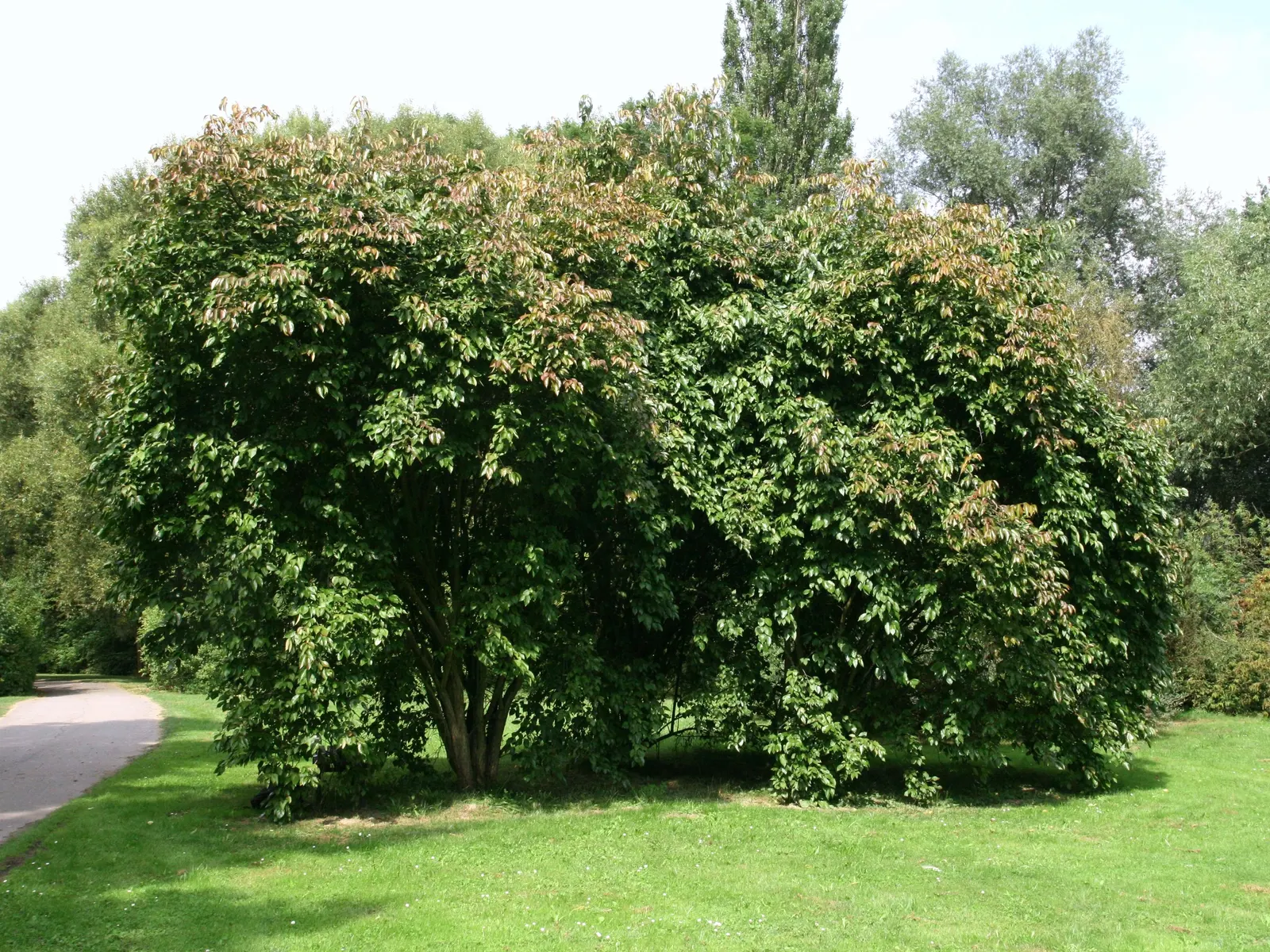 Nannyberry Viburnum (Viburnum Lentago) — and is not particular about soil type; requiring minimal irrigation beyond natural rainfall.<br><br>Spring, image 71