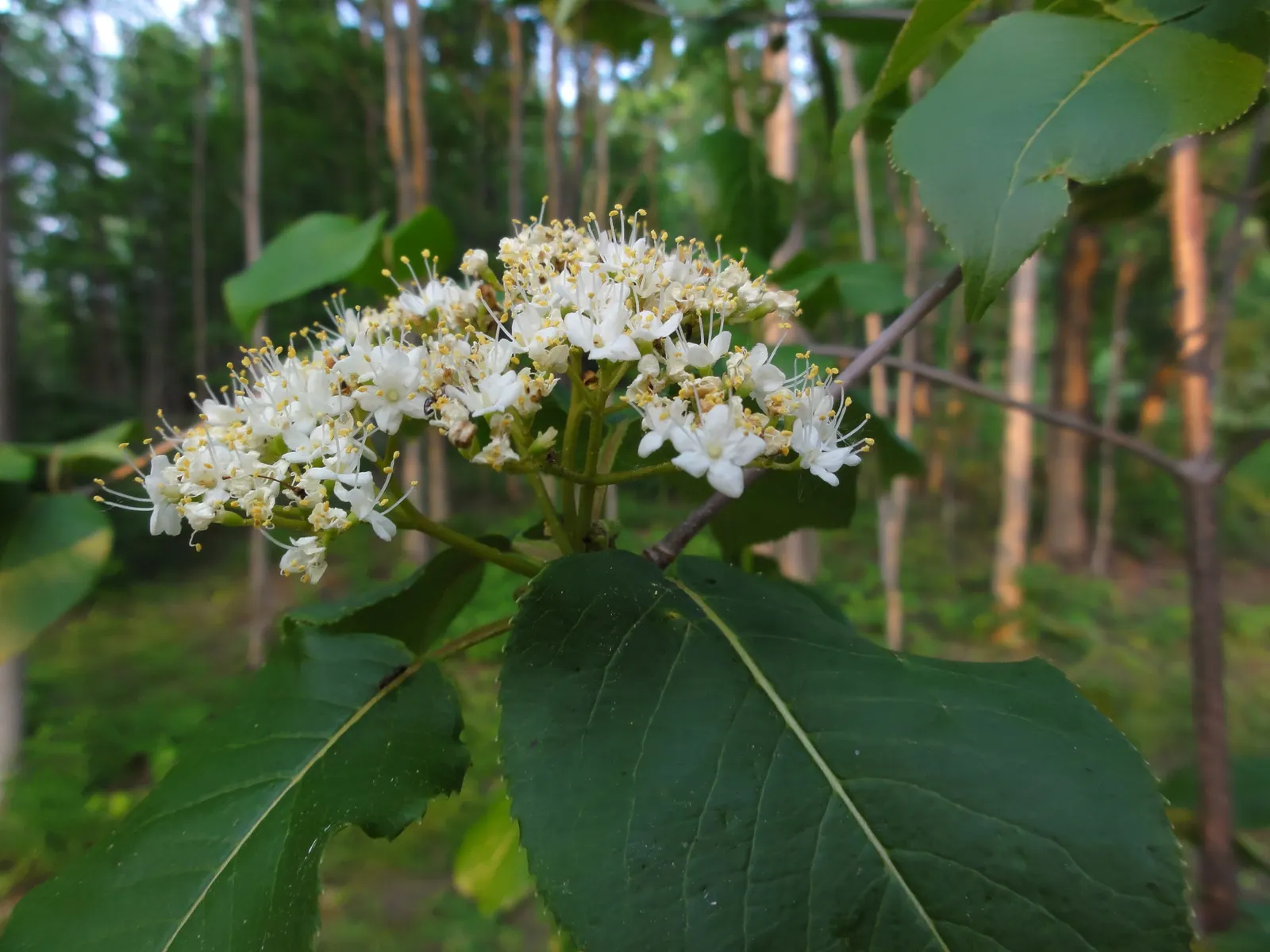 Nannyberry Viburnum (Viburnum Lentago) — the foliage undergoes a stunning transformation; requiring minimal irrigation beyond natural rainfall.<br><br>Spring