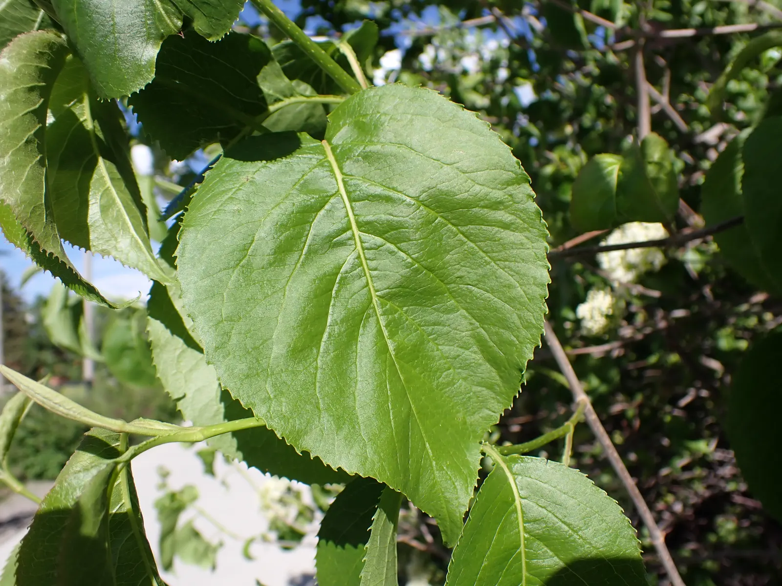 Nannyberry Viburnum (Viburnum Lentago) — attracting birds and other wildlife