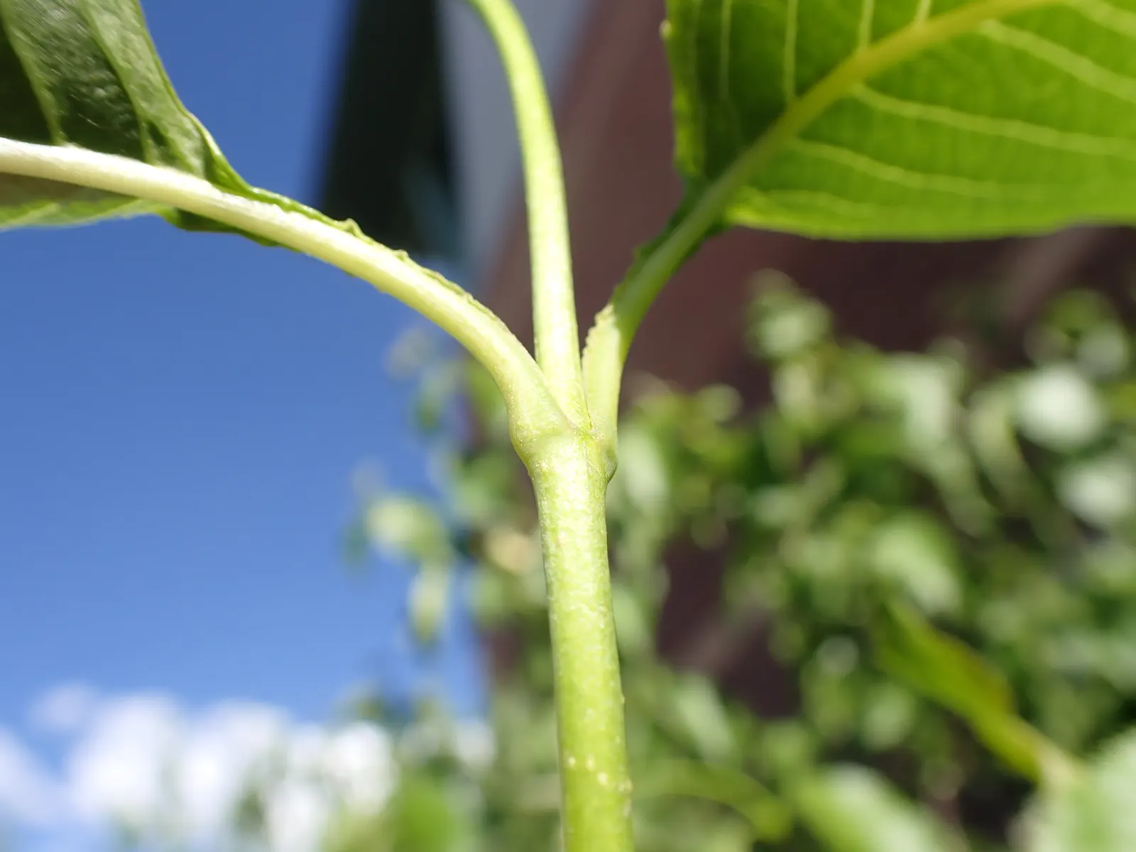 Nannyberry Viburnum (Viburnum Lentago) — Its upright growth habit and arching branches make it well-suited for use as a natural screen; requiring, image 67