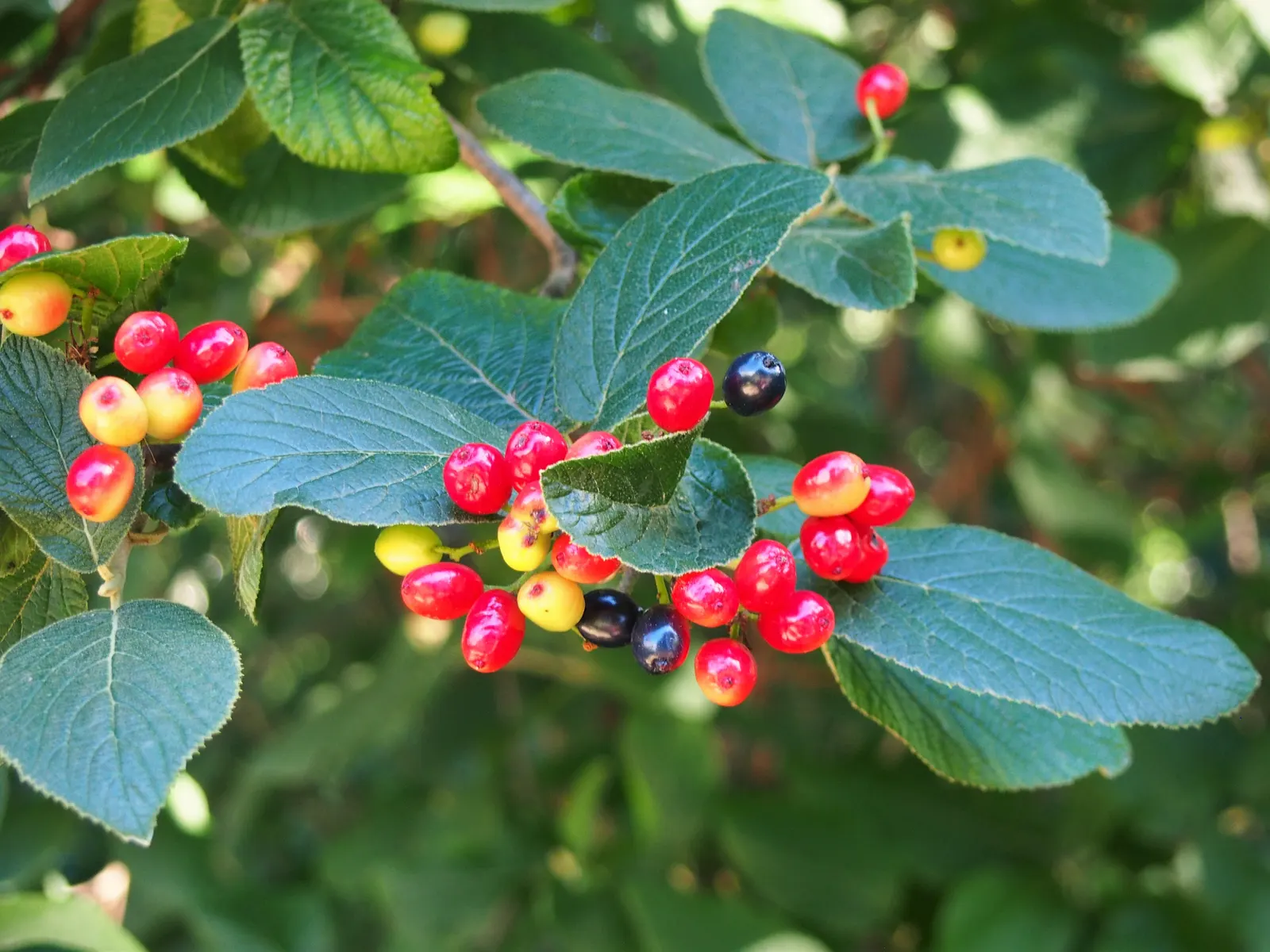Nannyberry Viburnum (Viburnum Lentago) — the foliage undergoes a stunning transformation