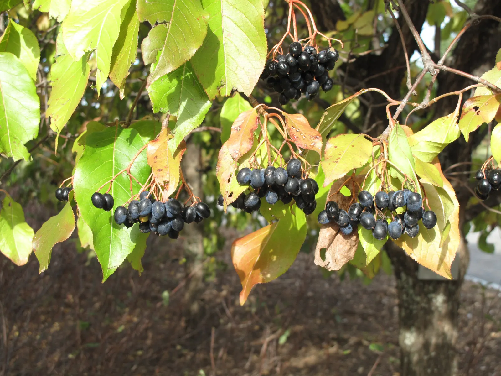 Nannyberry Viburnum (Viburnum Lentago) — shrub for full or half