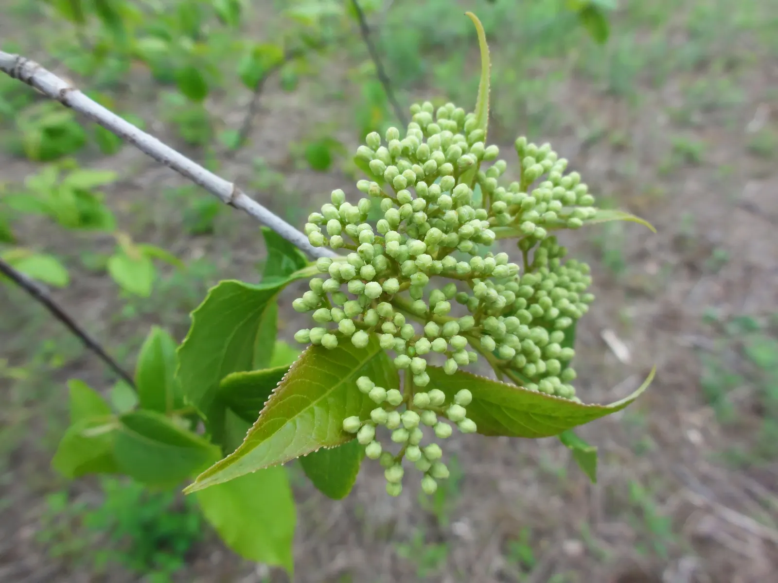 Nannyberry Viburnum (Viburnum Lentago) — when berries transition from green to a bluish-black; it thrives in full sun to partial shade, image 77