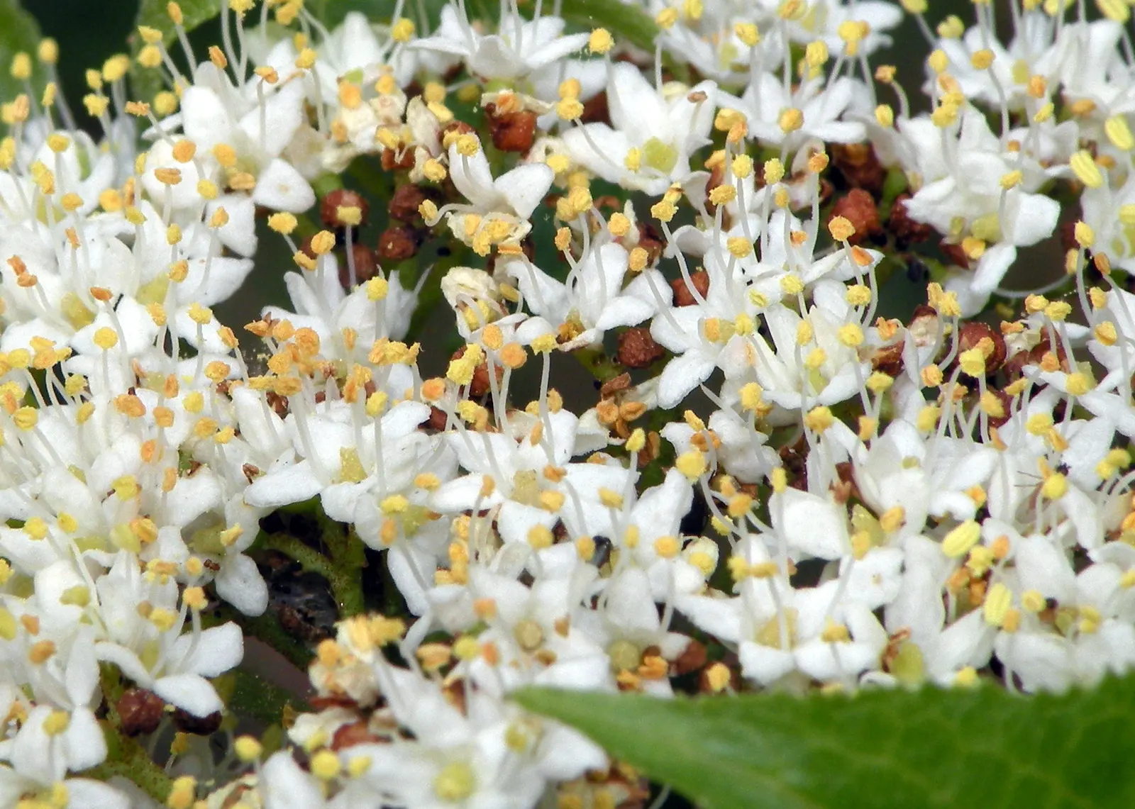 Nannyberry Viburnum (Viburnum Lentago) — providing a substantial presence in any garden