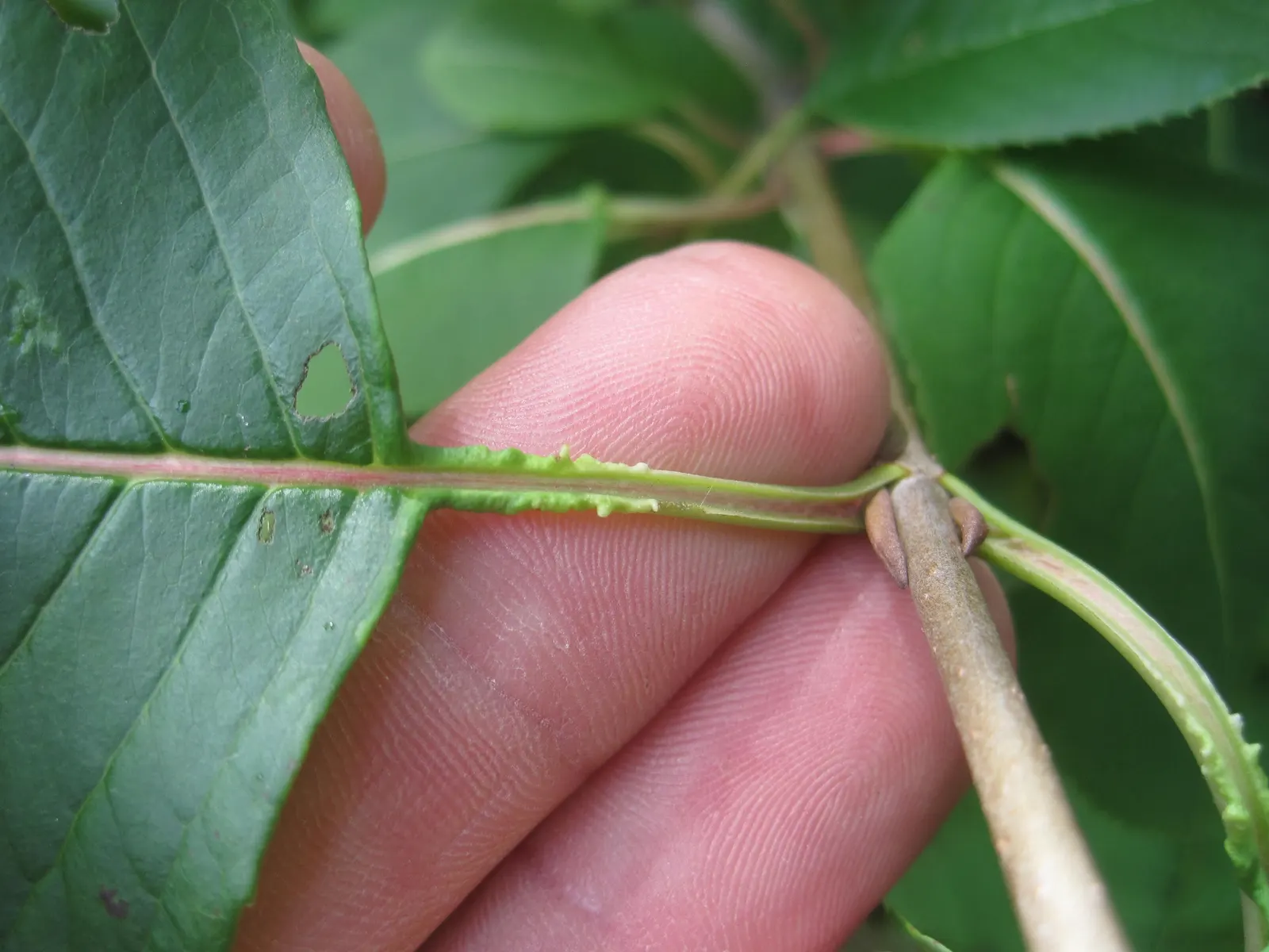 Nannyberry Viburnum (Viburnum Lentago) — or as a standalone focal point.<br><br>This species flourishes in USDA hardiness zones 2 through 8, image 68