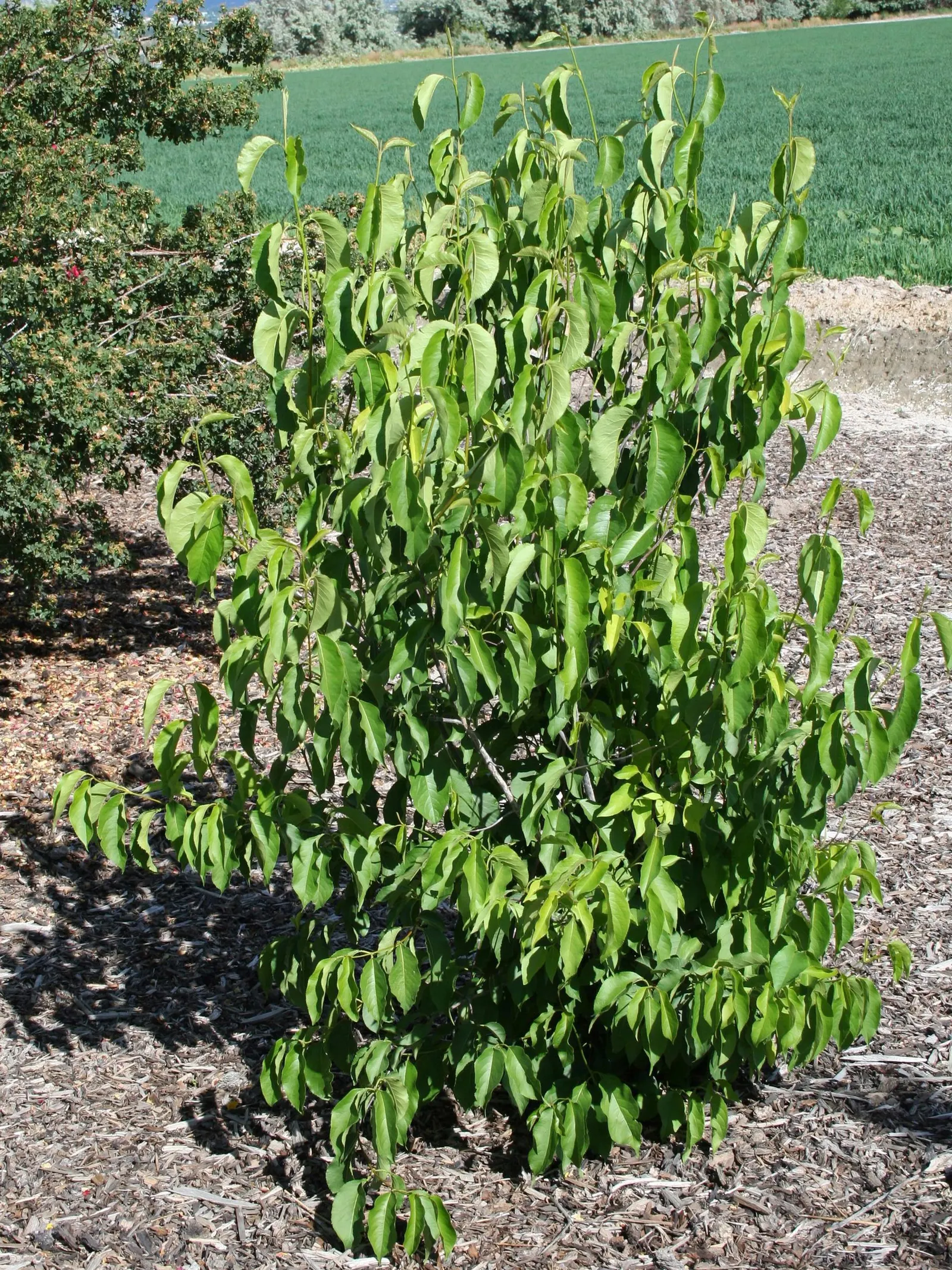 Nannyberry Viburnum (Viburnum Lentago) — and is not particular about soil type