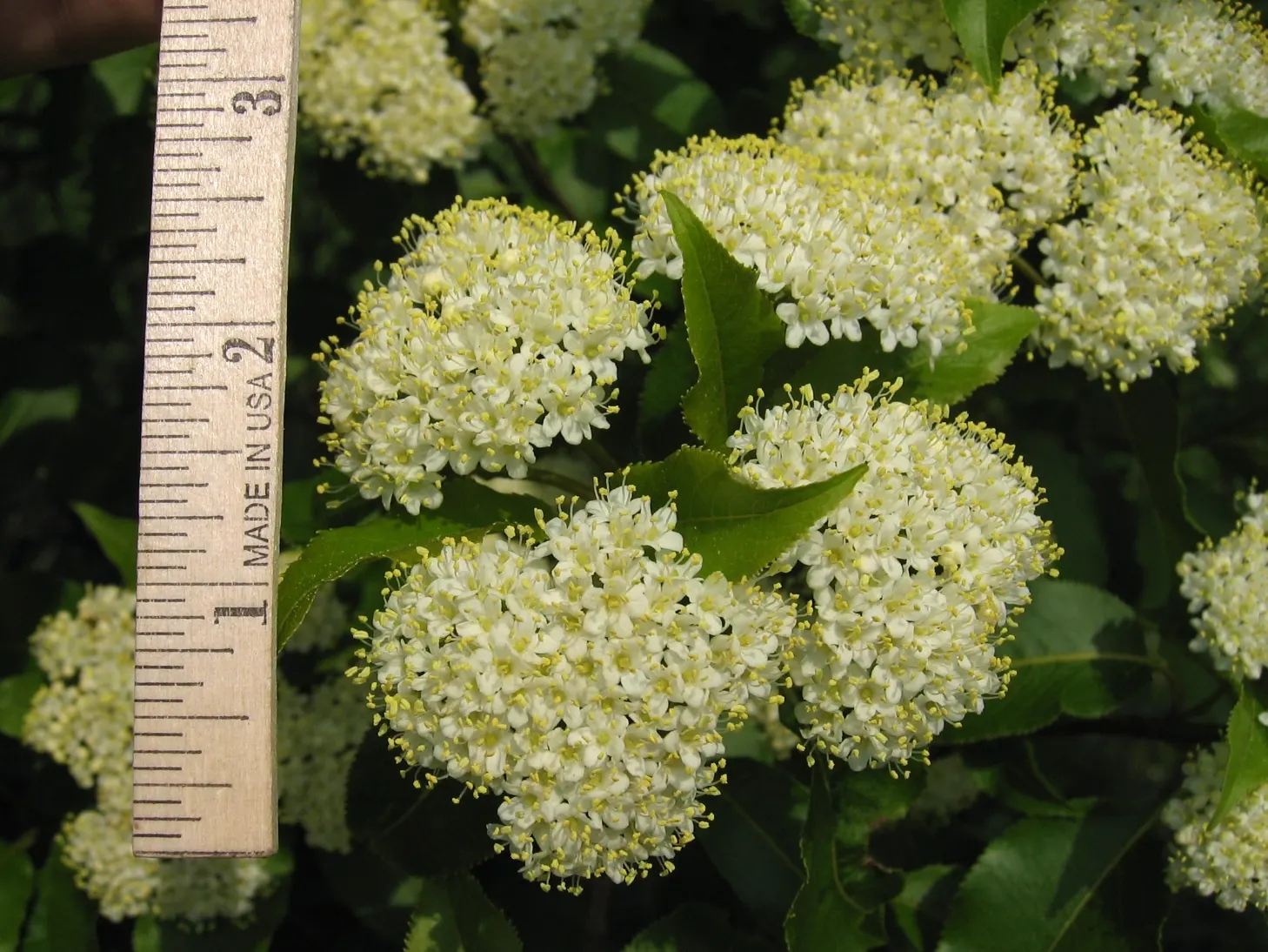 Nannyberry Viburnum (Viburnum Lentago) — It features glossy green foliage turning wine-red in fall; it thrives in full sun to partial shade