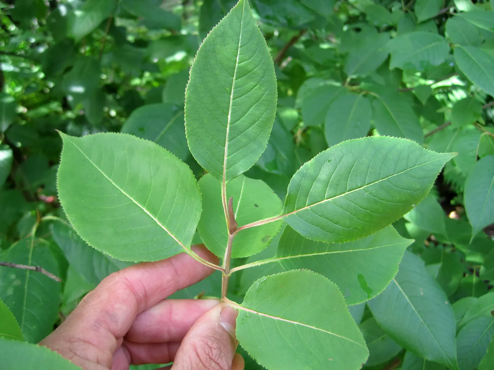 Nannyberry Viburnum (Viburnum Lentago) — attracting birds and other wildlife; its upright growth habit and arching branches make it well-suited for, image 78