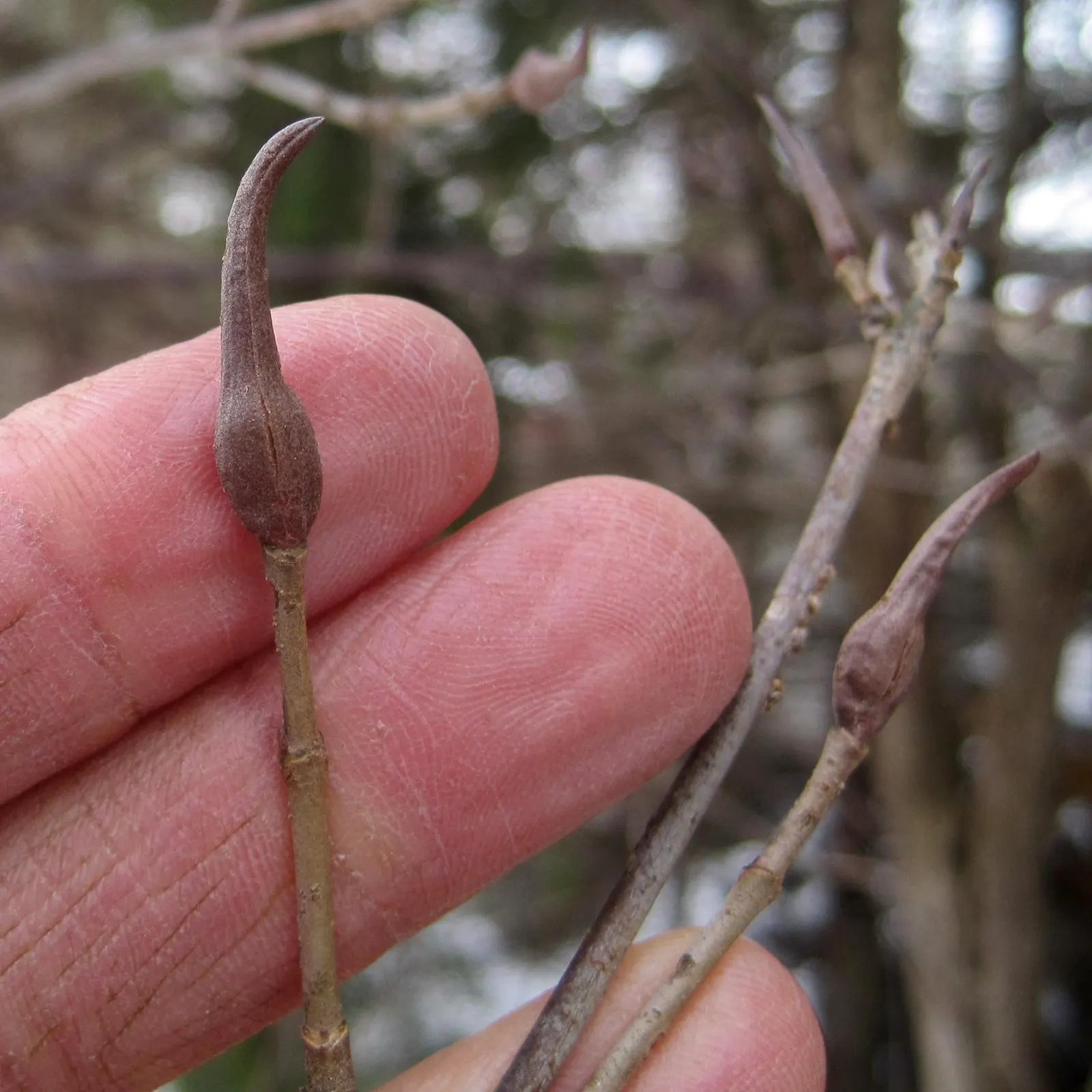 Nannyberry Viburnum (Viburnum Lentago) — although it does prefer well-drained loam; nannyberry Viburnum provides year-round interest with minimal maintenance