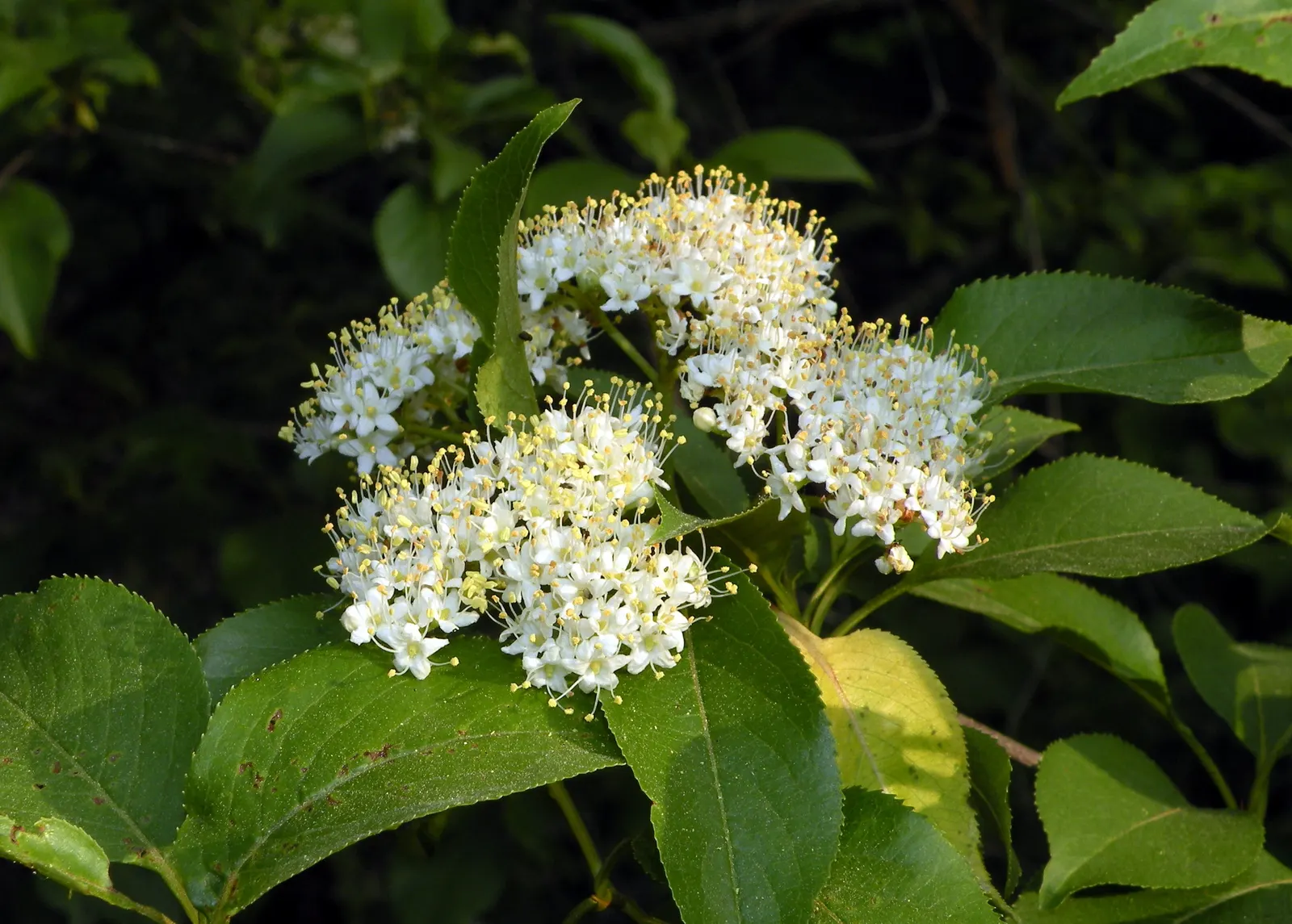 Nannyberry Viburnum (Viburnum Lentago) — white flowers in the garden