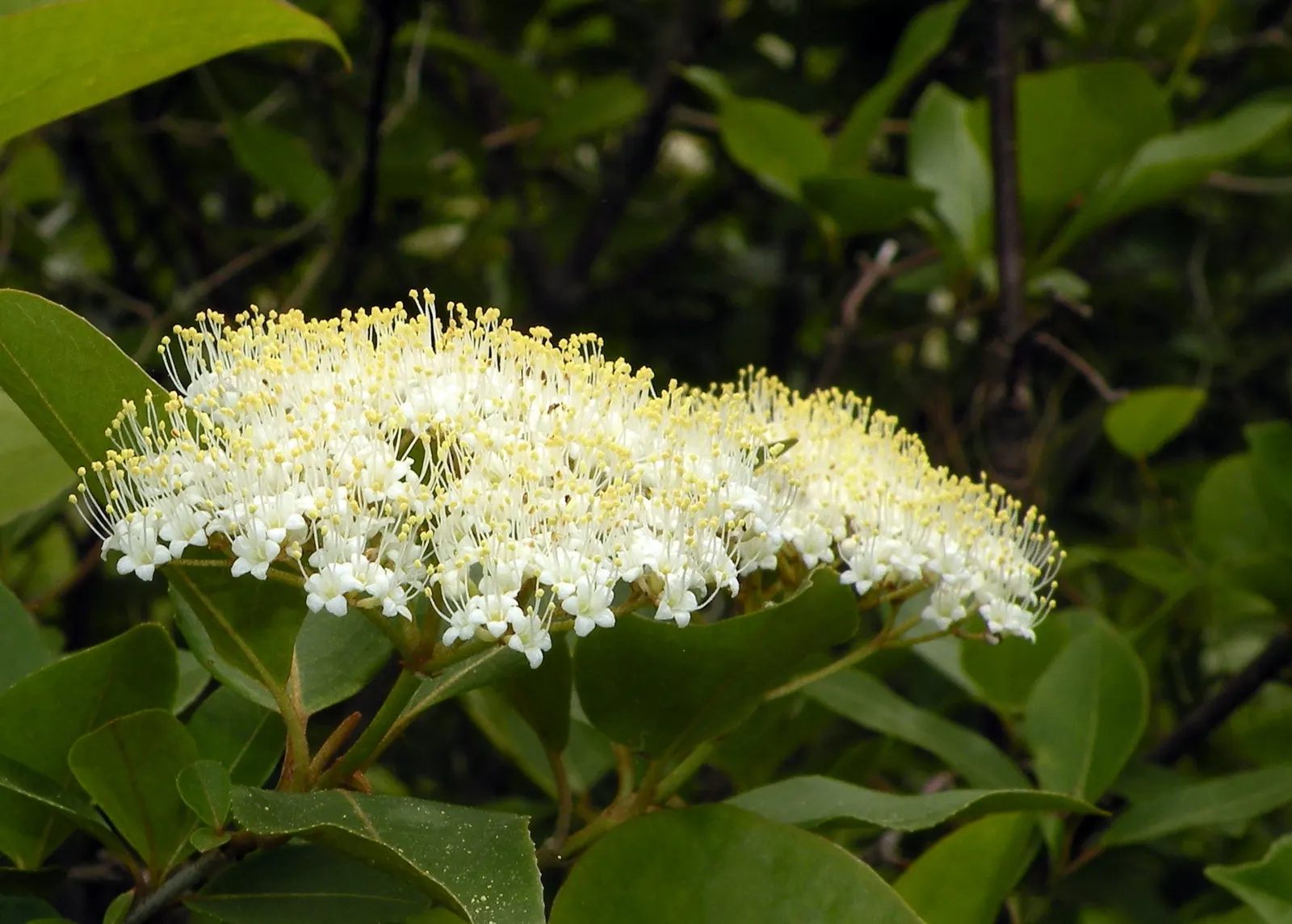 Nannyberry Viburnum (Viburnum Lentago) — Its upright growth habit and arching branches make it well-suited for use as a natural screen