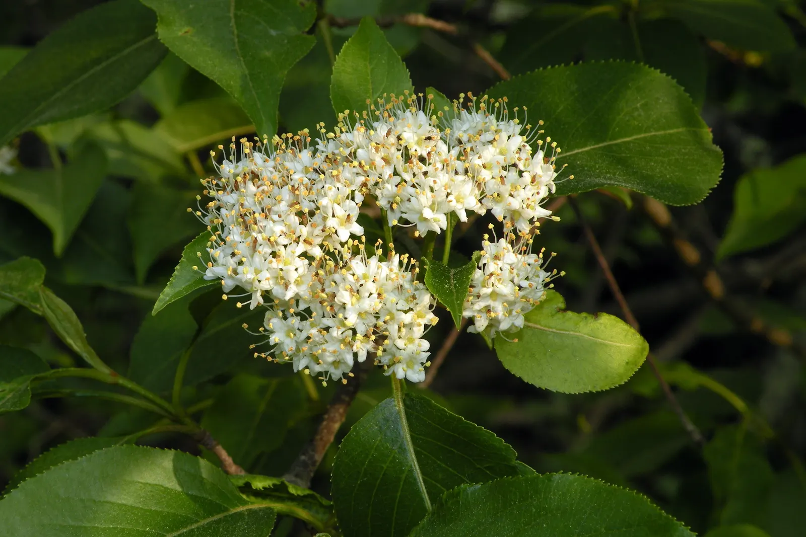 Nannyberry Viburnum (Viburnum Lentago) — showcasing a range of autumnal colors from yellow to deep burgundy or reddish-purple.<br><br>In summary
