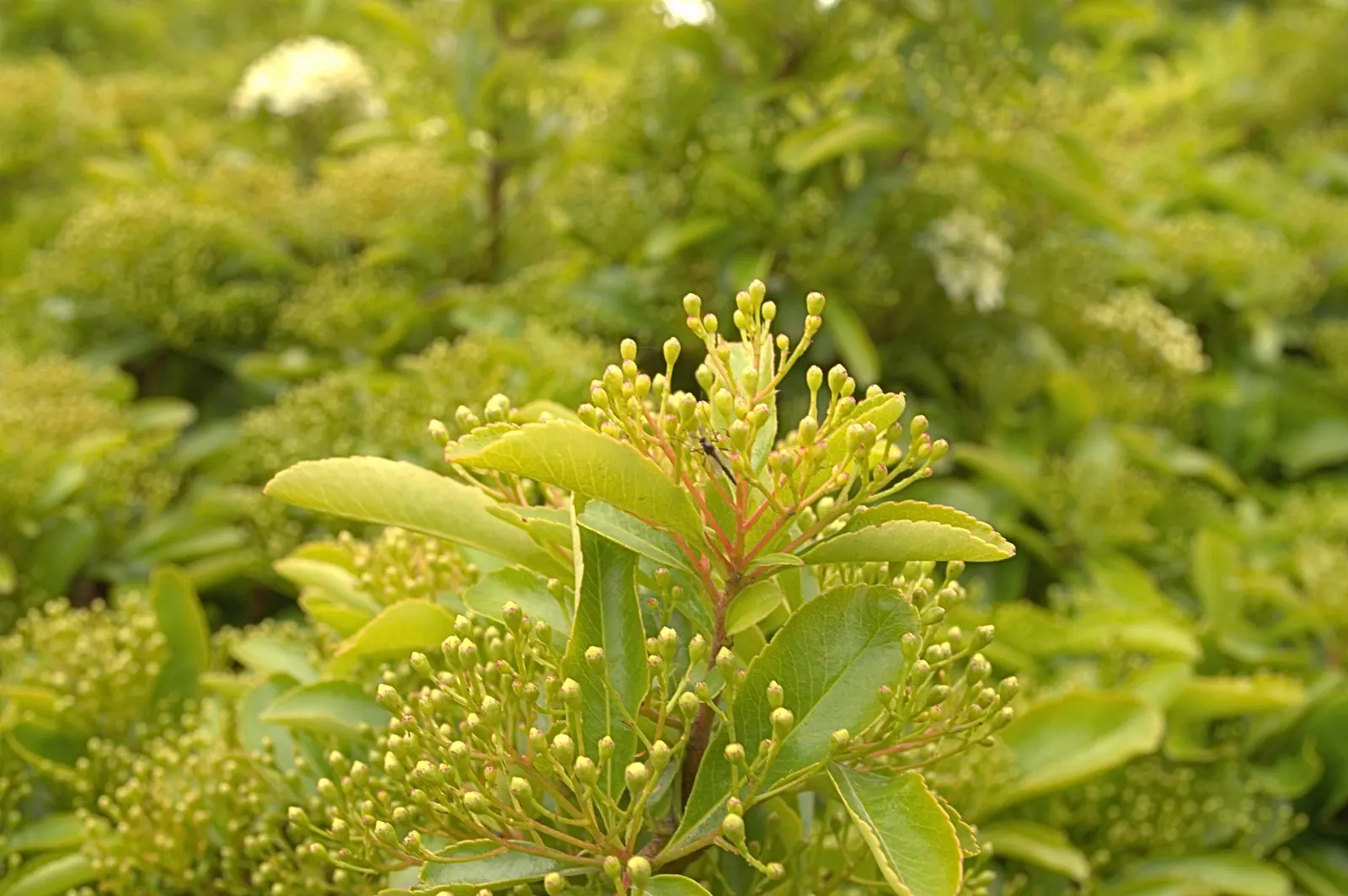 Nannyberry Viburnum (Viburnum Lentago) — Mature specimens typically reach between 14 to 16 feet in height and spread out 6 to 12 feet; it thrives in full sun