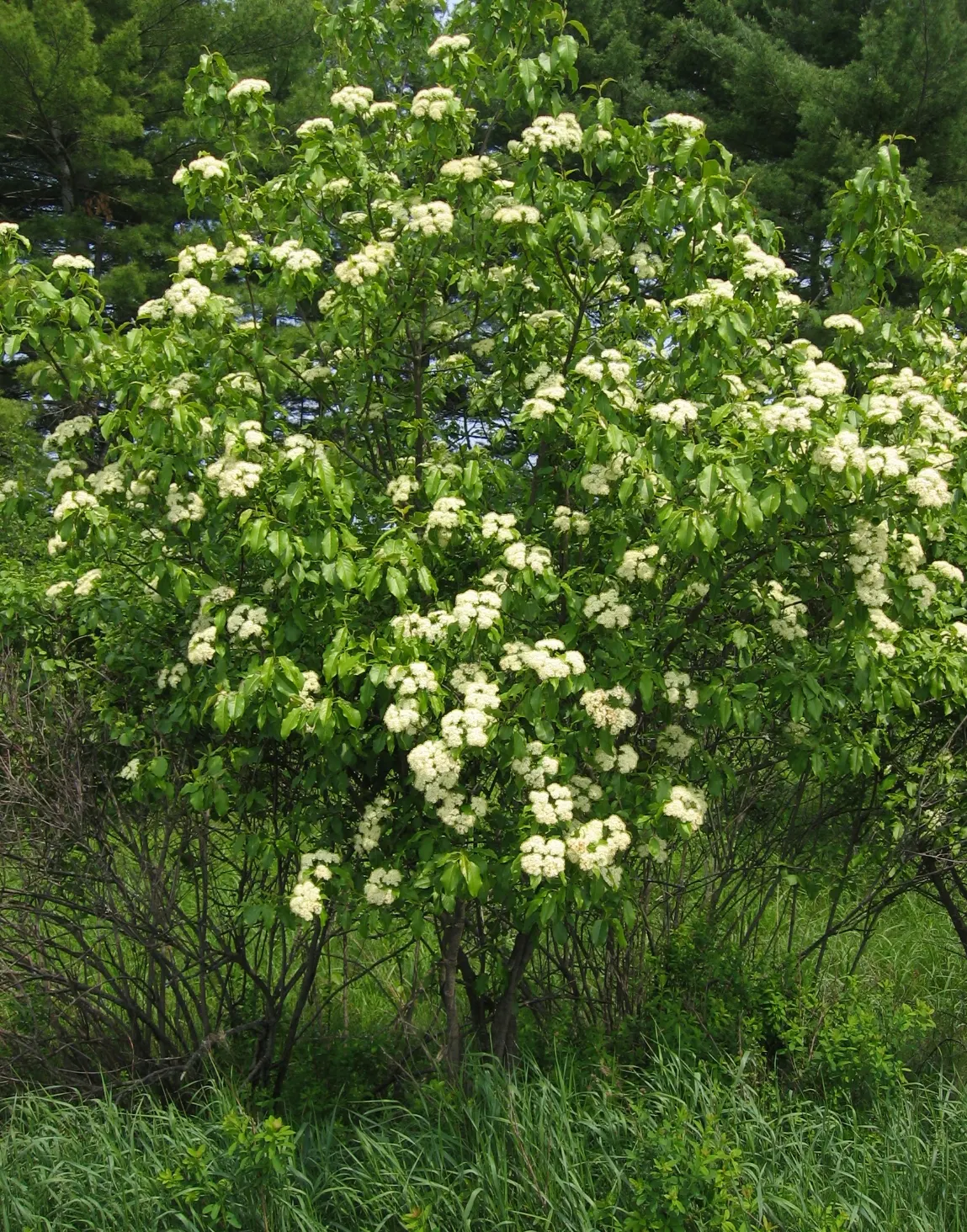 Nannyberry Viburnum (Viburnum Lentago) — growing 14-16 feet tall and 6-12 feet wide