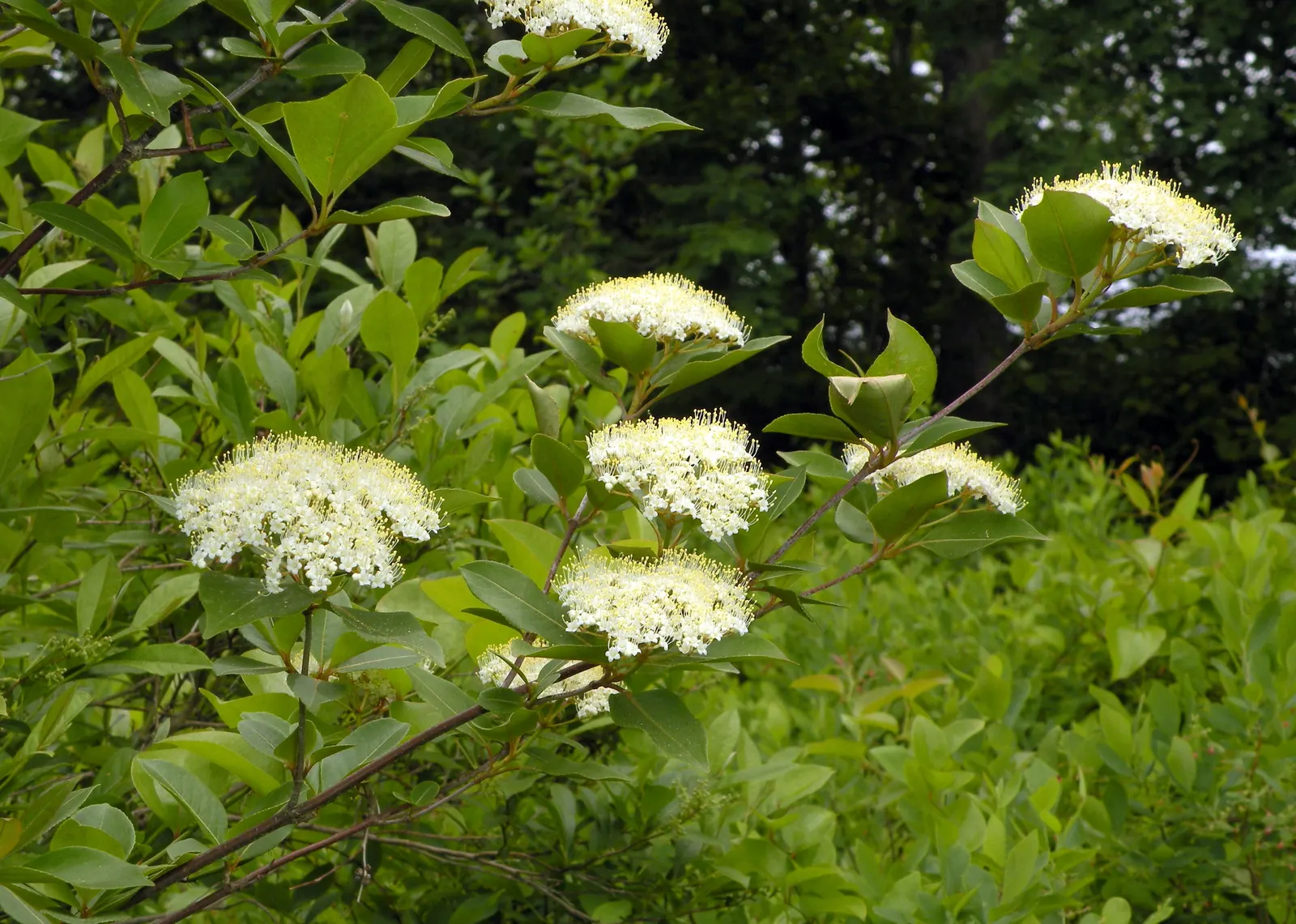 Nannyberry Viburnum (Viburnum Lentago) — which are not only visually appealing but also serve as a valuable nectar source for pollinators