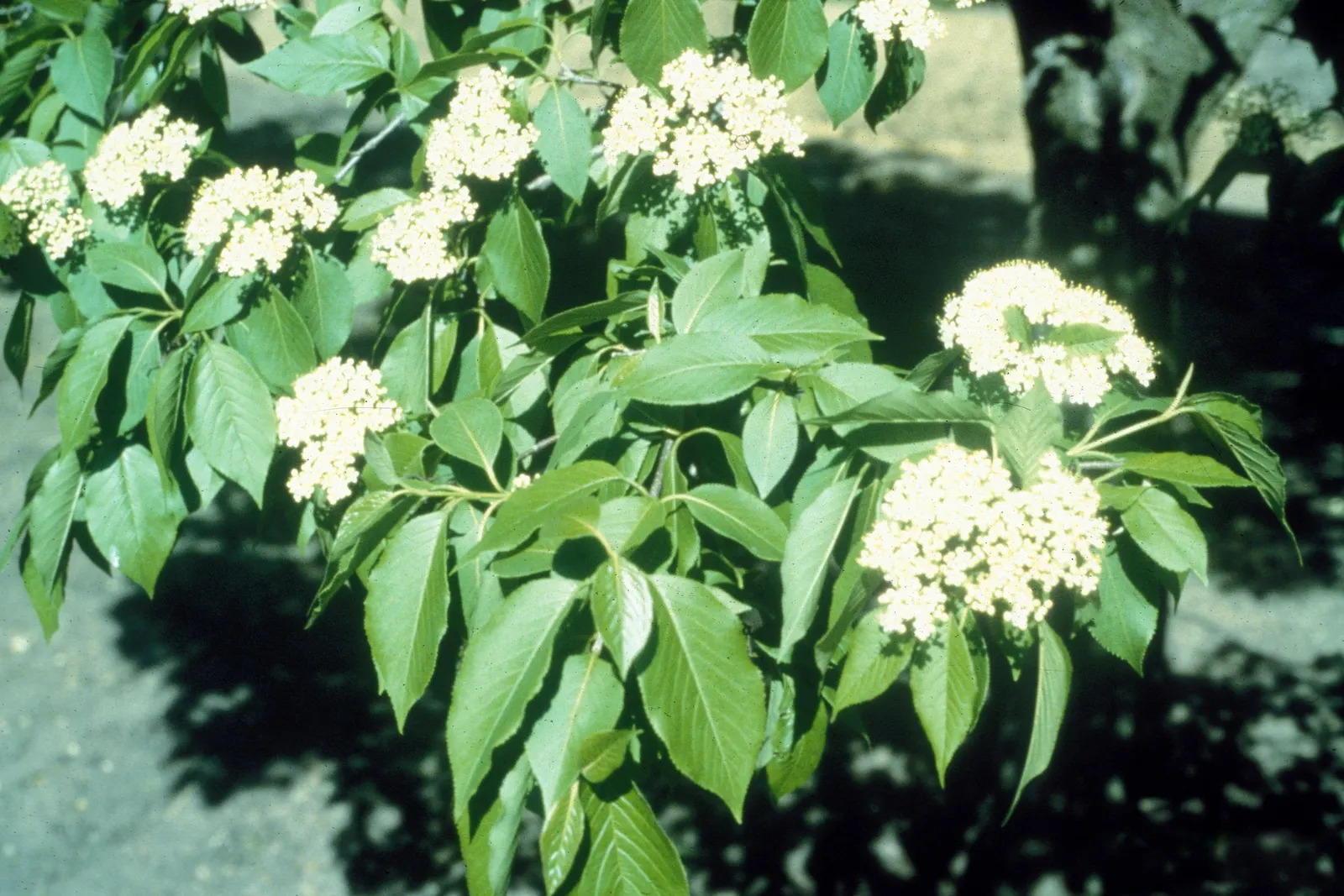 Nannyberry Viburnum (Viburnum Lentago) — It thrives in full sun to partial shade