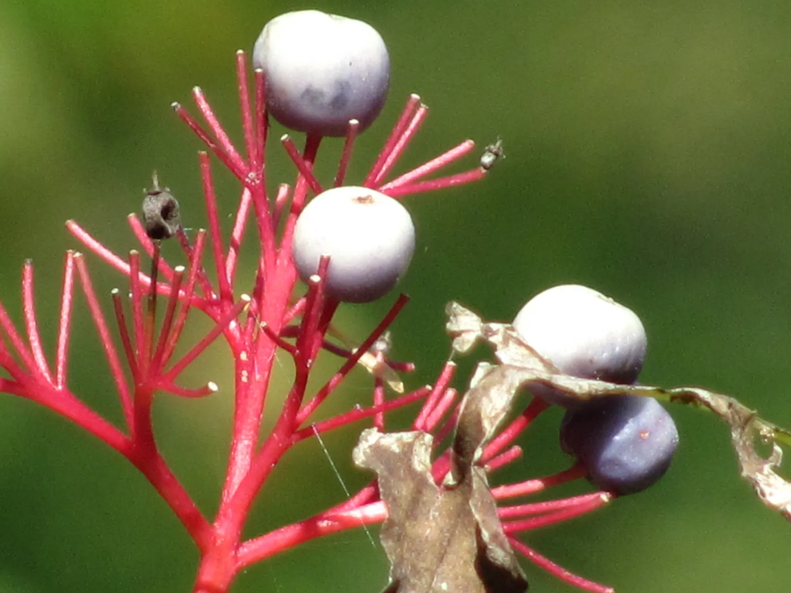 Nannyberry Viburnum (Viburnum Lentago) — requiring minimal irrigation beyond natural rainfall.<br><br>Spring brings masses of creamy white flowers; its upright