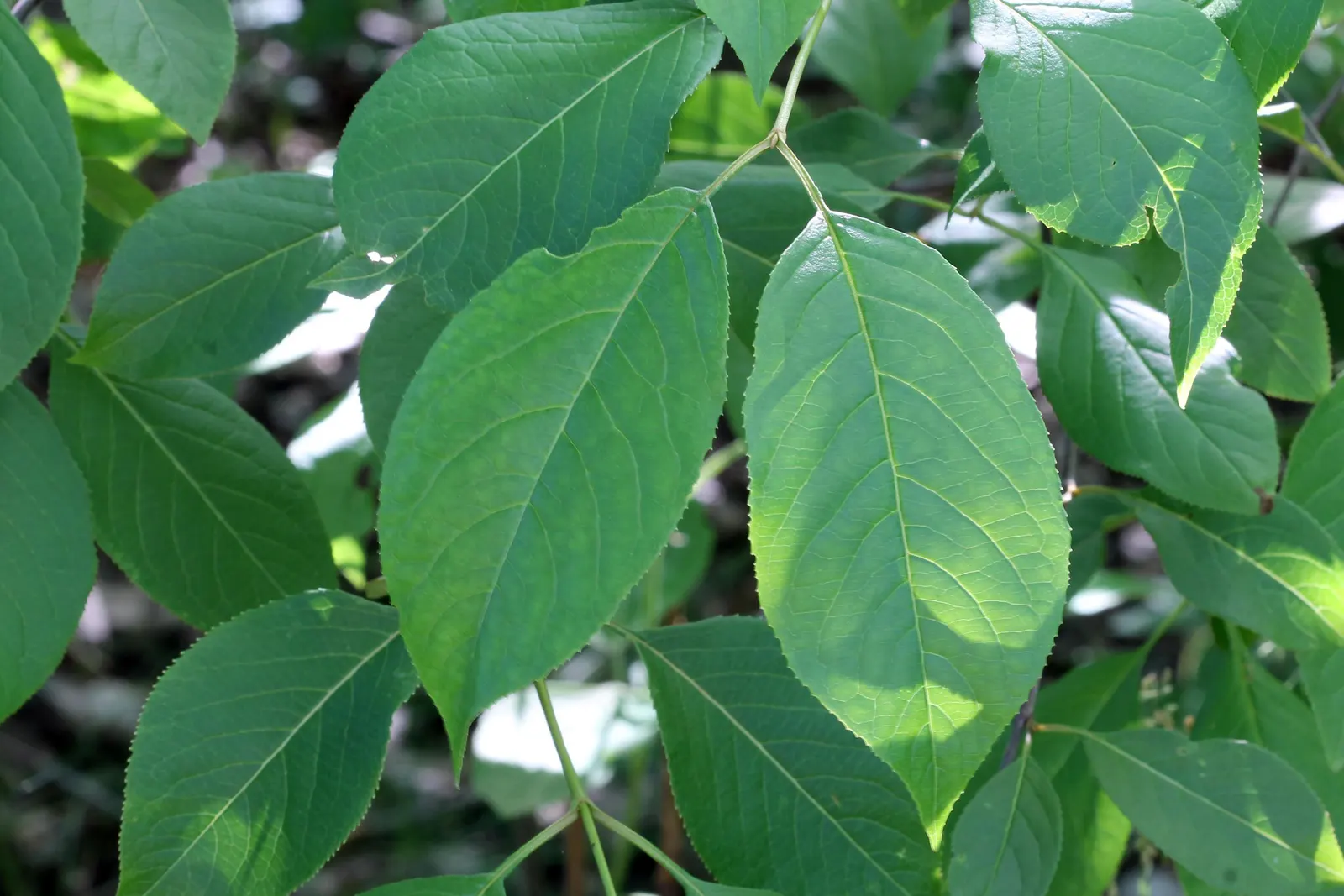 Nannyberry Viburnum (Viburnum Lentago) — with a hardiness from zones 2 to 8; its upright growth habit and arching branches make it well-suited for, image 62