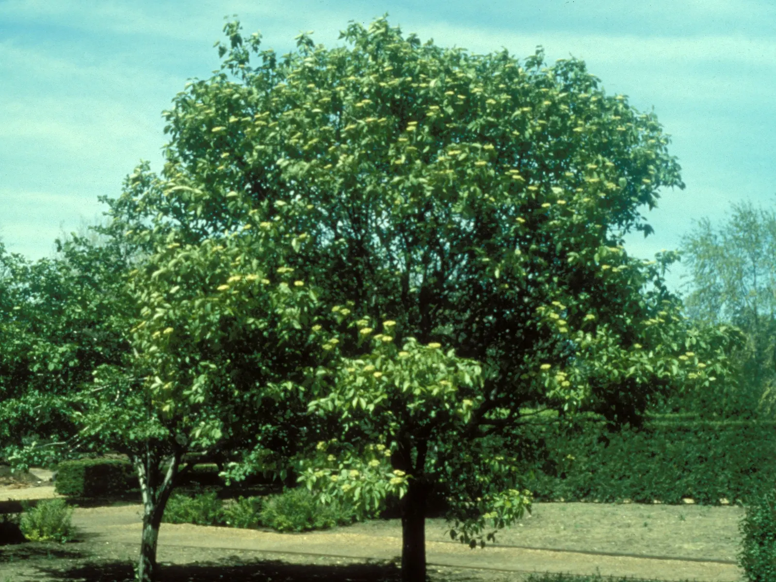 Nannyberry Viburnum (Viburnum Lentago) — clusters of fragrant white flowers in spring; its upright growth habit and arching branches make it well-suited for