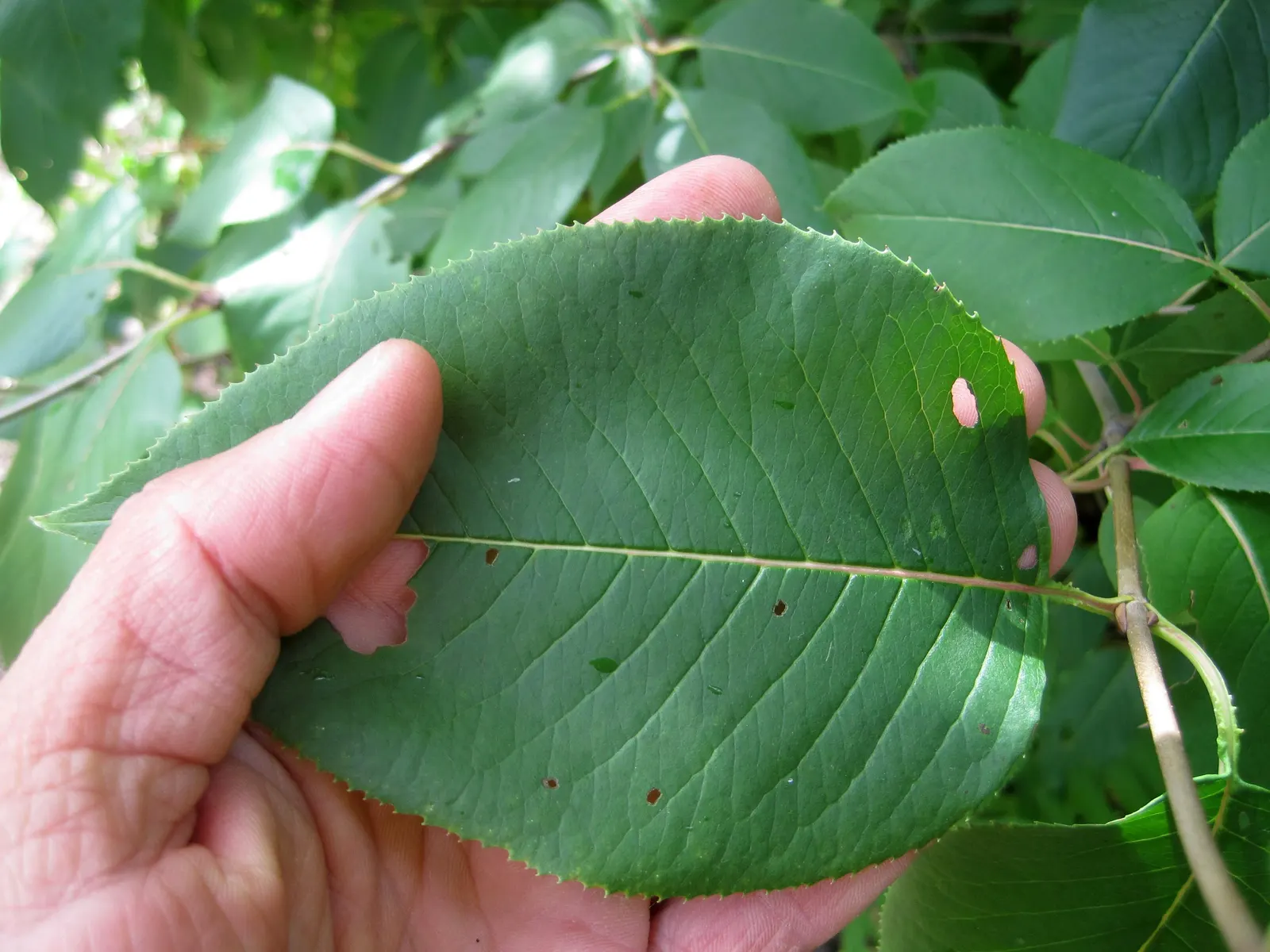 Nannyberry Viburnum (Viburnum Lentago) — followed by edible deep blue berries; requiring minimal irrigation beyond natural rainfall.<br><br>Spring, image 59