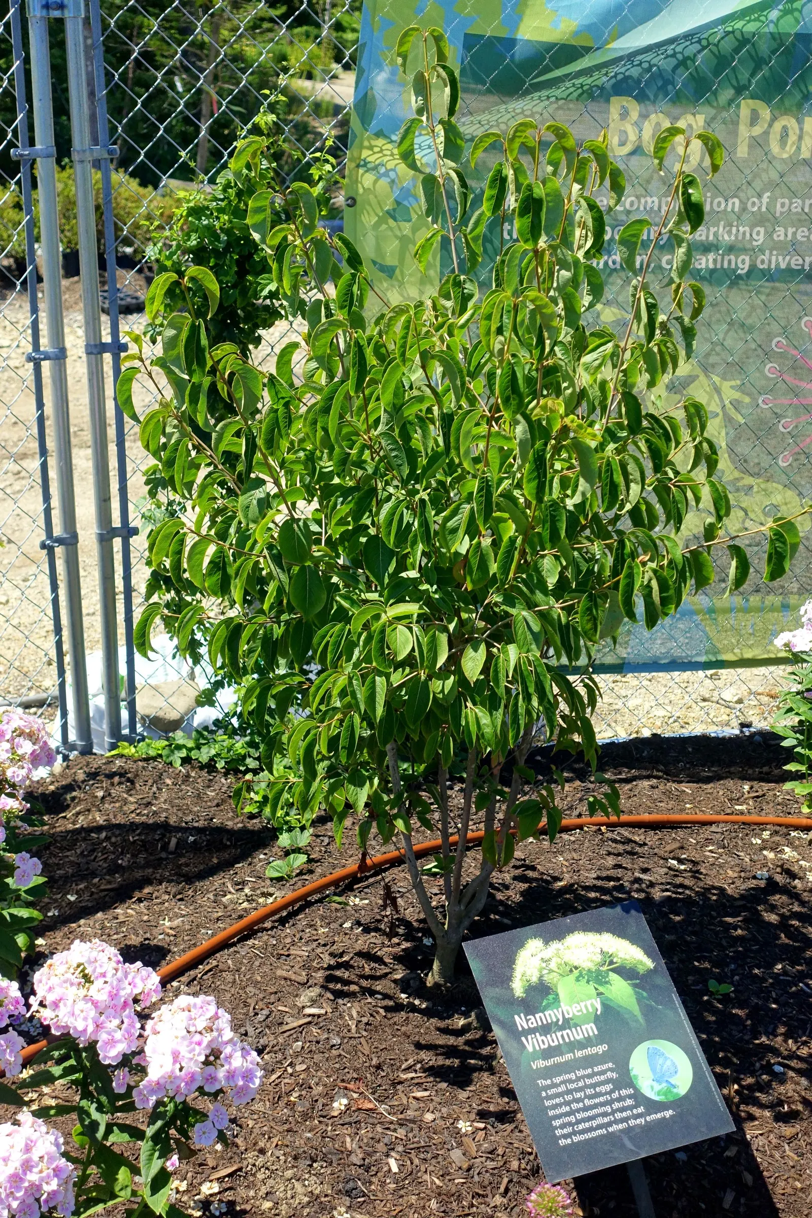 Nannyberry Viburnum (Viburnum Lentago) — Moderate maintenance; attracts birds and butterflies; requiring minimal irrigation beyond natural, image 63