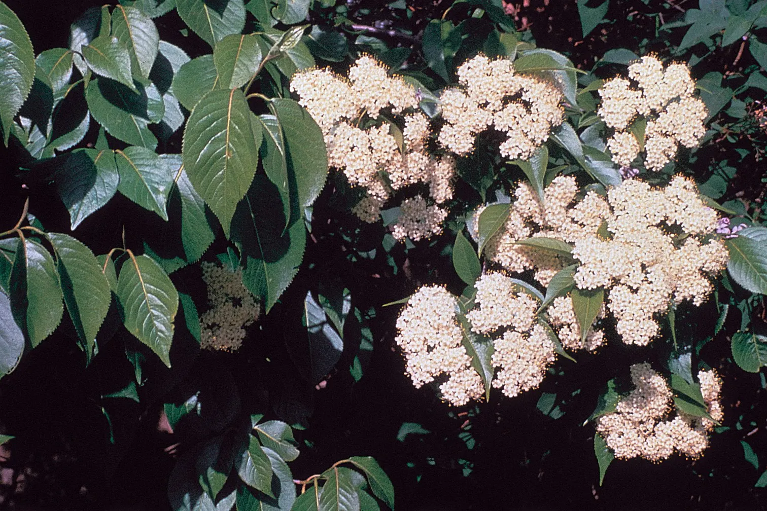 Nannyberry Viburnum (Viburnum Lentago) — or as a standalone focal point.<br><br>This species flourishes in USDA hardiness zones 2 through 8