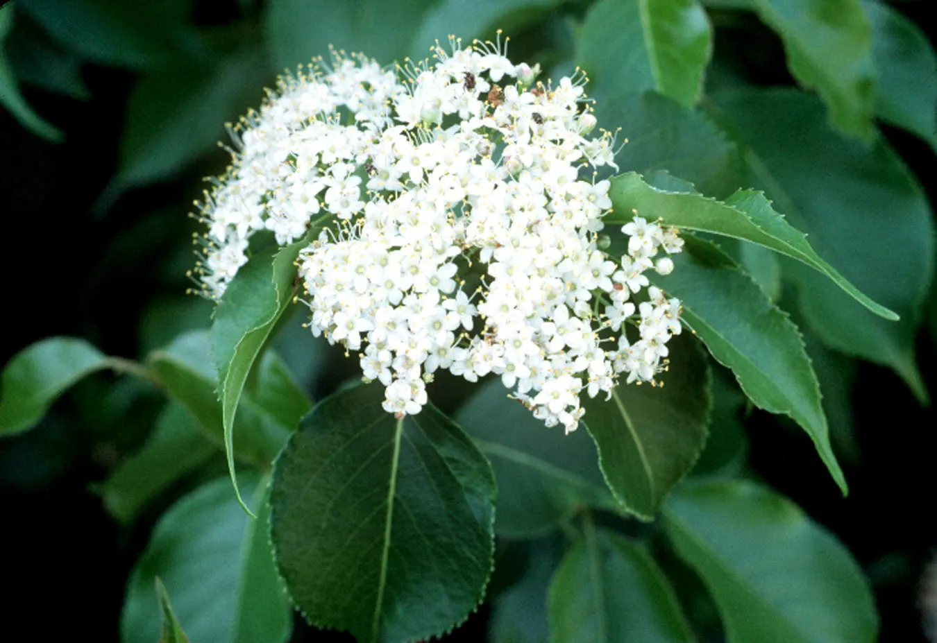Nannyberry Viburnum (Viburnum Lentago) — It features glossy green foliage turning wine-red in fall