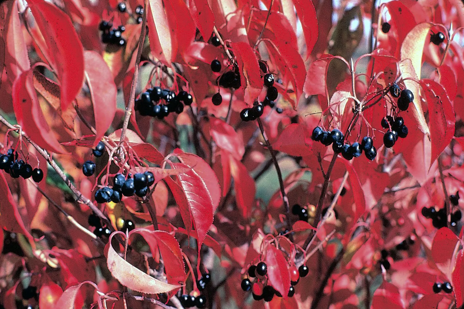 Nannyberry Viburnum (Viburnum Lentago) — providing a substantial presence in any garden; its upright growth habit and arching branches make it well-suited for