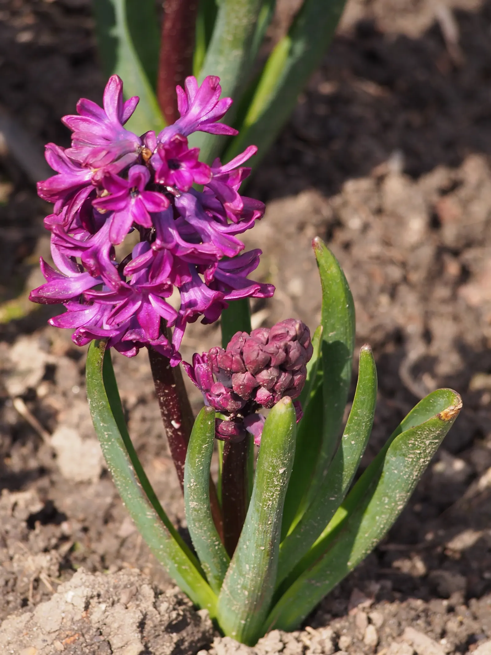 Garden Or Common Hyacinth (Hyacinthus Orientalis) — its dense flower spikes come in shades of purple; these blossoms range in color