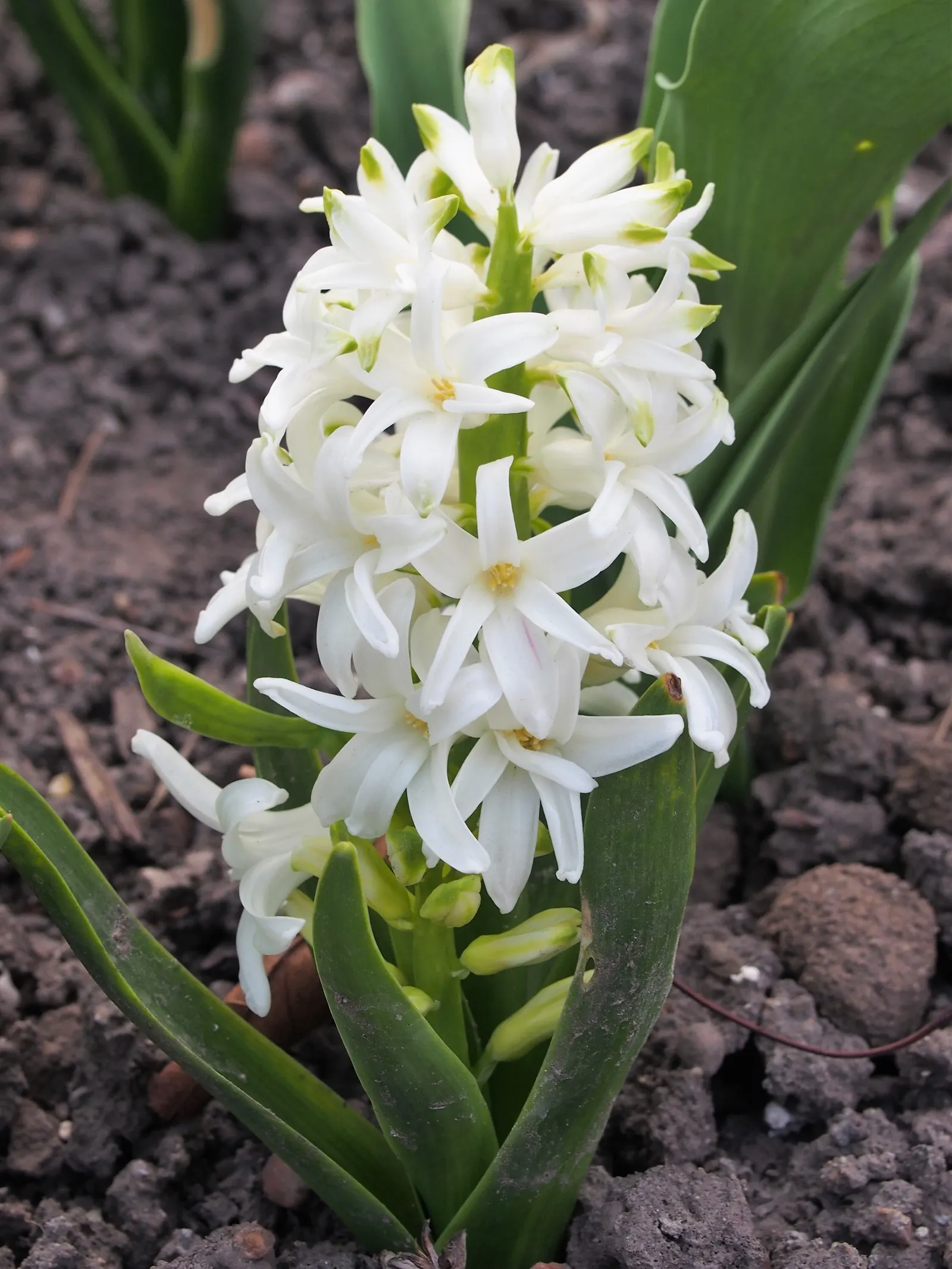 Garden Or Common Hyacinth (Hyacinthus Orientalis) — attracting bees and adding classic charm to any garden setting; creates a fresh green backdrop that