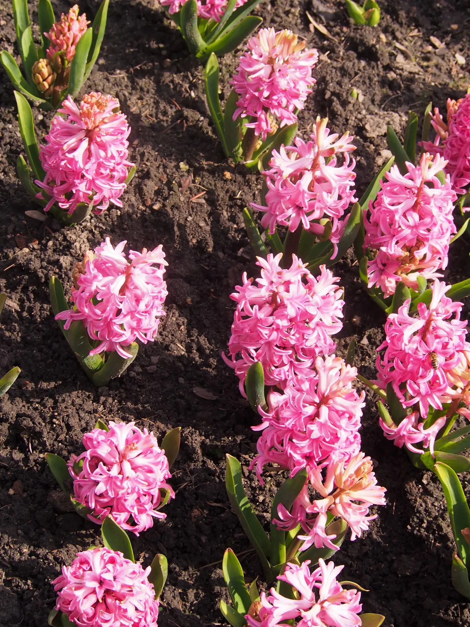 Garden Or Common Hyacinth (Hyacinthus Orientalis) — Plant the bulbs in the fall; plant bulbs 4-6 inches deep and 6 inches apart in well-drained, image 60