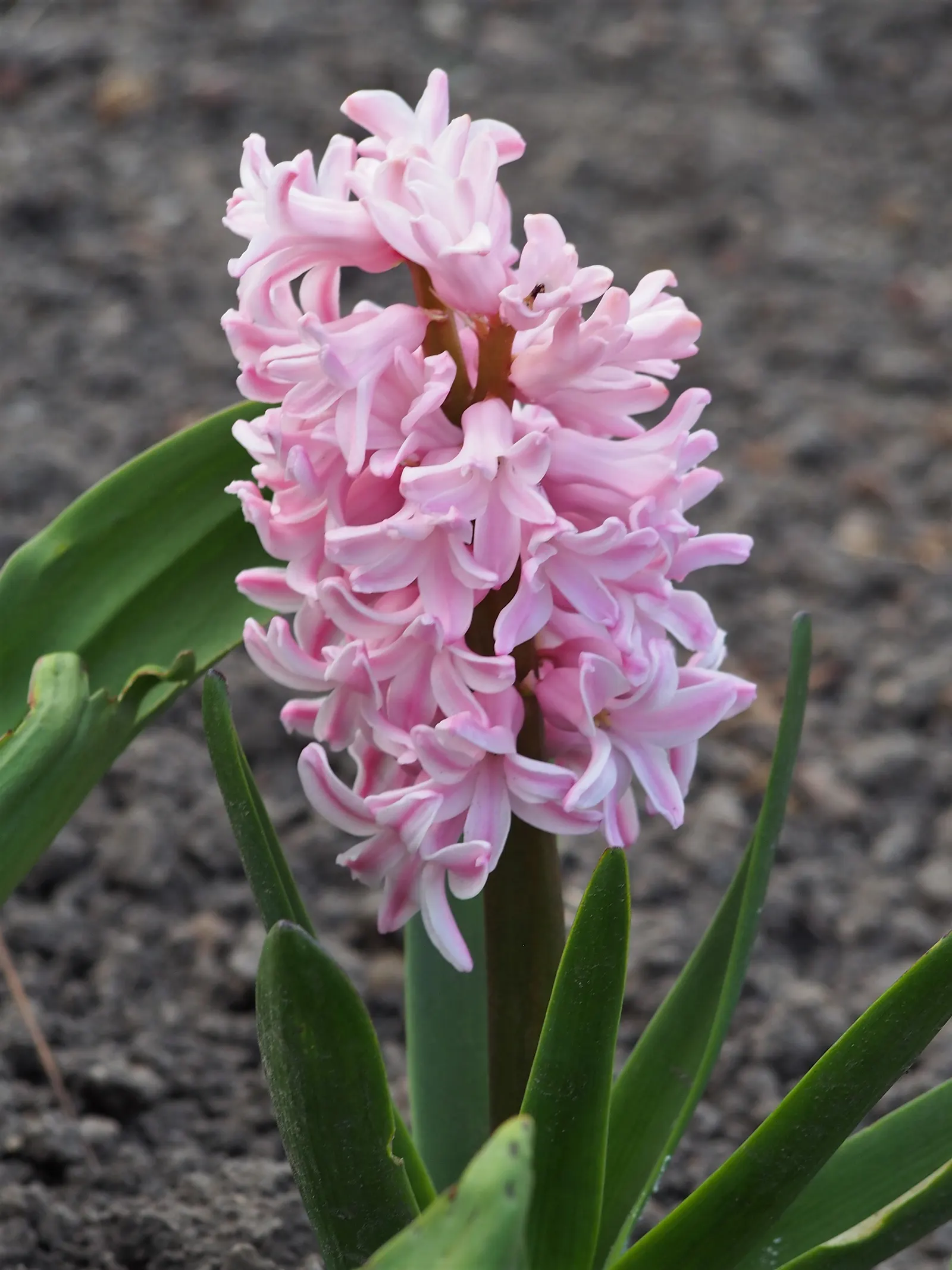 Garden Or Common Hyacinth (Hyacinthus Orientalis) — these perennials are a cornerstone of early spring gardens