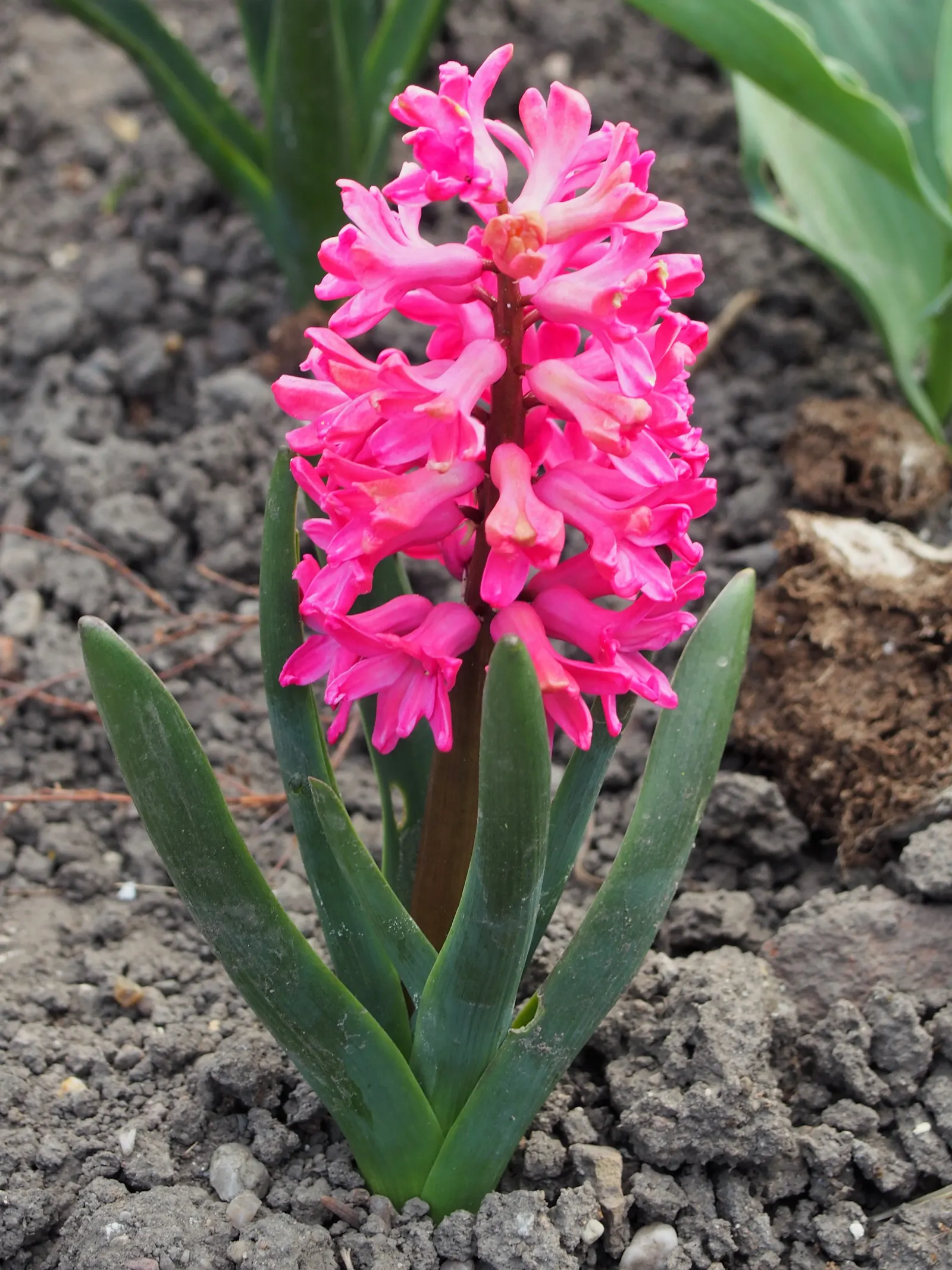 Garden Or Common Hyacinth (Hyacinthus Orientalis) — They require well-drained, moderately fertile soil with a preference for full sun to partial, image 82