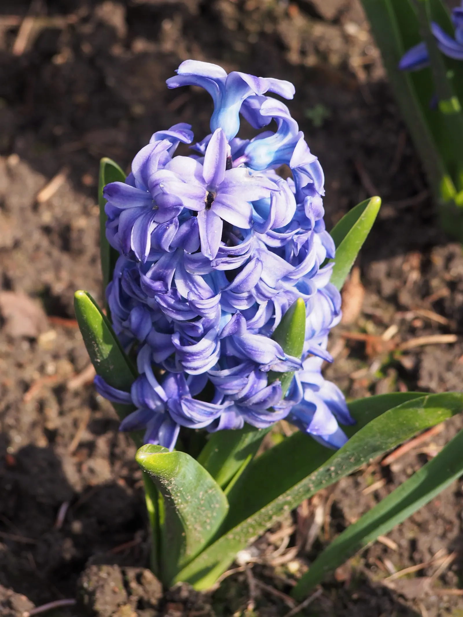 Garden Or Common Hyacinth (Hyacinthus Orientalis) — These blossoms range in color; plant the bulbs in the fall