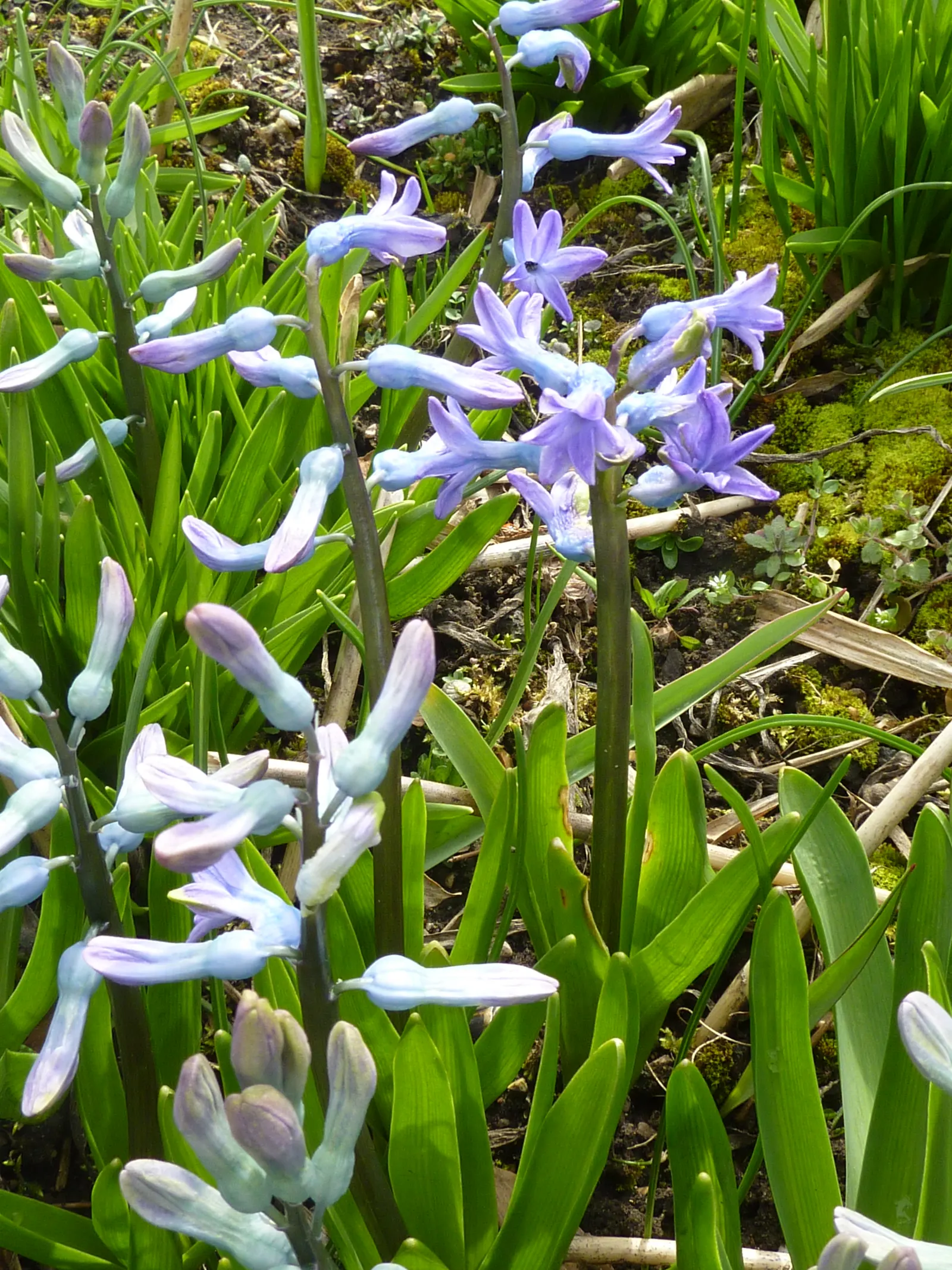 Garden Or Common Hyacinth (Hyacinthus Orientalis) — the hyacinth proudly presents dense spikes adorned with tubular