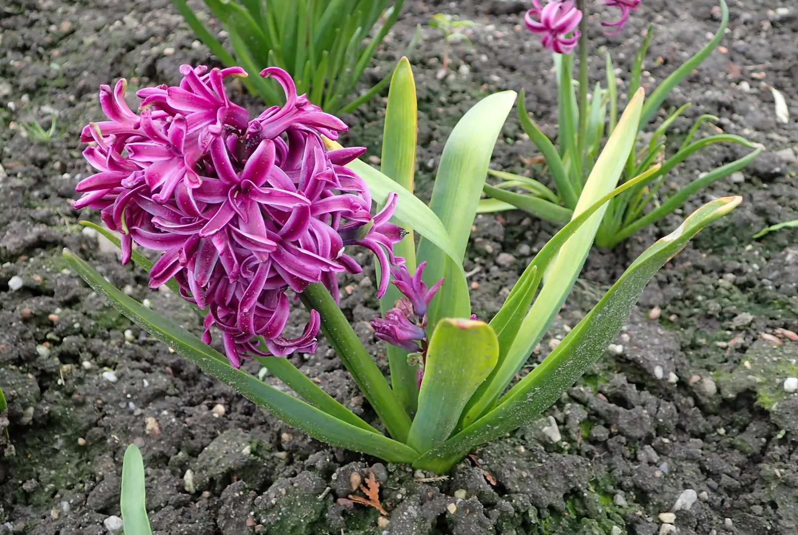 Garden Or Common Hyacinth (Hyacinthus Orientalis) — creates a fresh green backdrop that accentuates their conical flower clusters; with a bloom, image 85