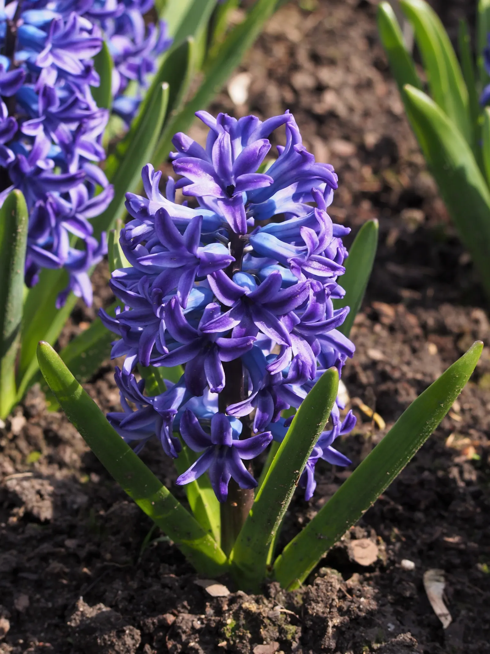 Garden Or Common Hyacinth (Hyacinthus Orientalis) — offering a palette that includes rich blues; blue and pink and red and yellow flowers in the, image 79