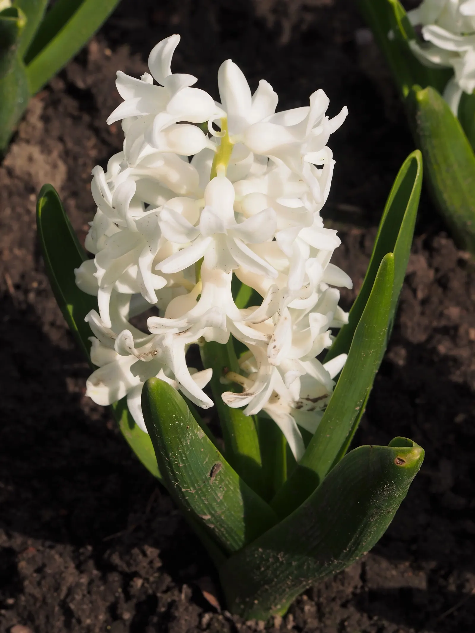 Garden Or Common Hyacinth (Hyacinthus Orientalis) — allowing for versatility in landscape color theming.<br><br>For the landscape designer; its, image 80