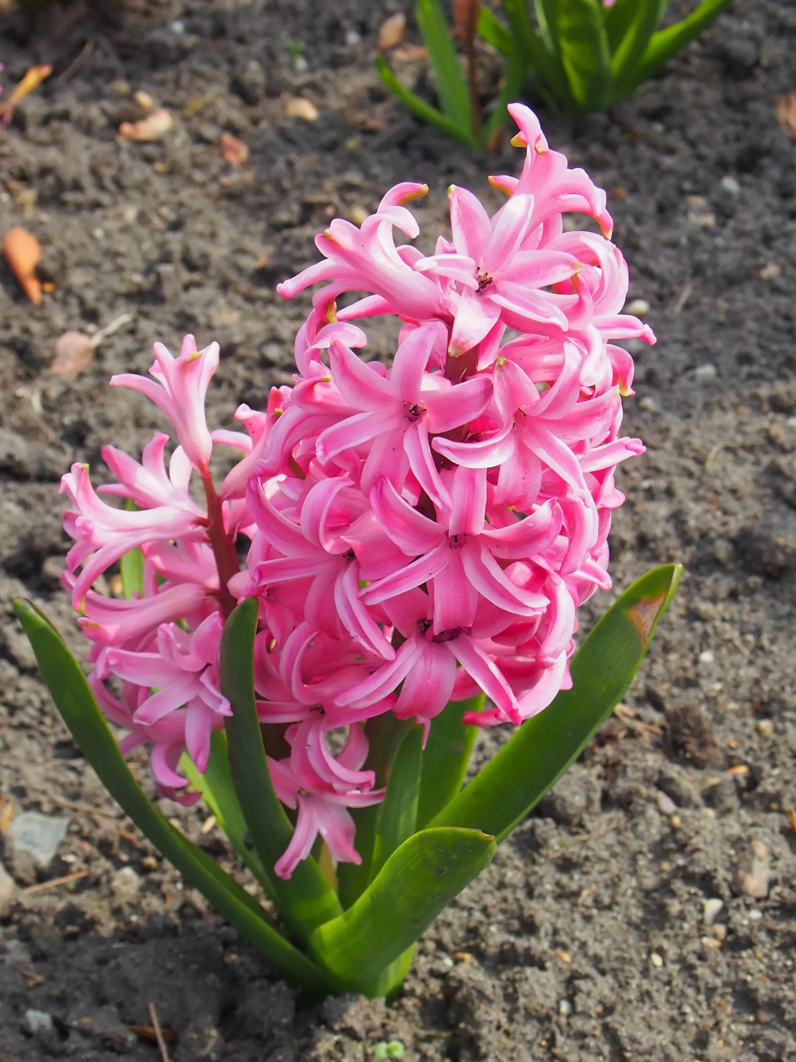 Garden Or Common Hyacinth (Hyacinthus Orientalis) — these perennials are a cornerstone of early spring gardens; the hyacinth proudly presents dense spikes
