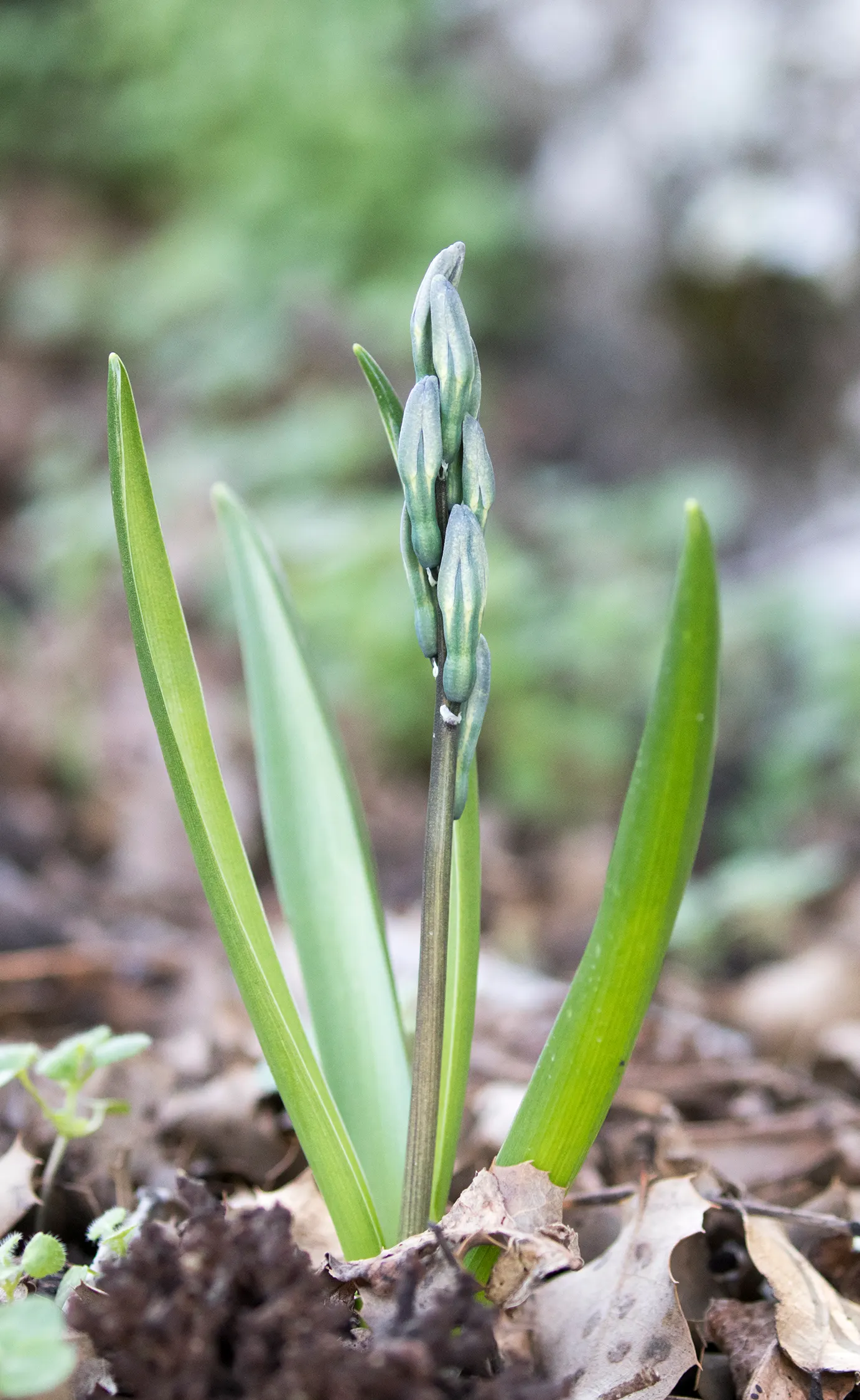 Garden Or Common Hyacinth (Hyacinthus Orientalis) — offering a palette that includes rich blues; blue and pink and red and yellow flowers in the garden