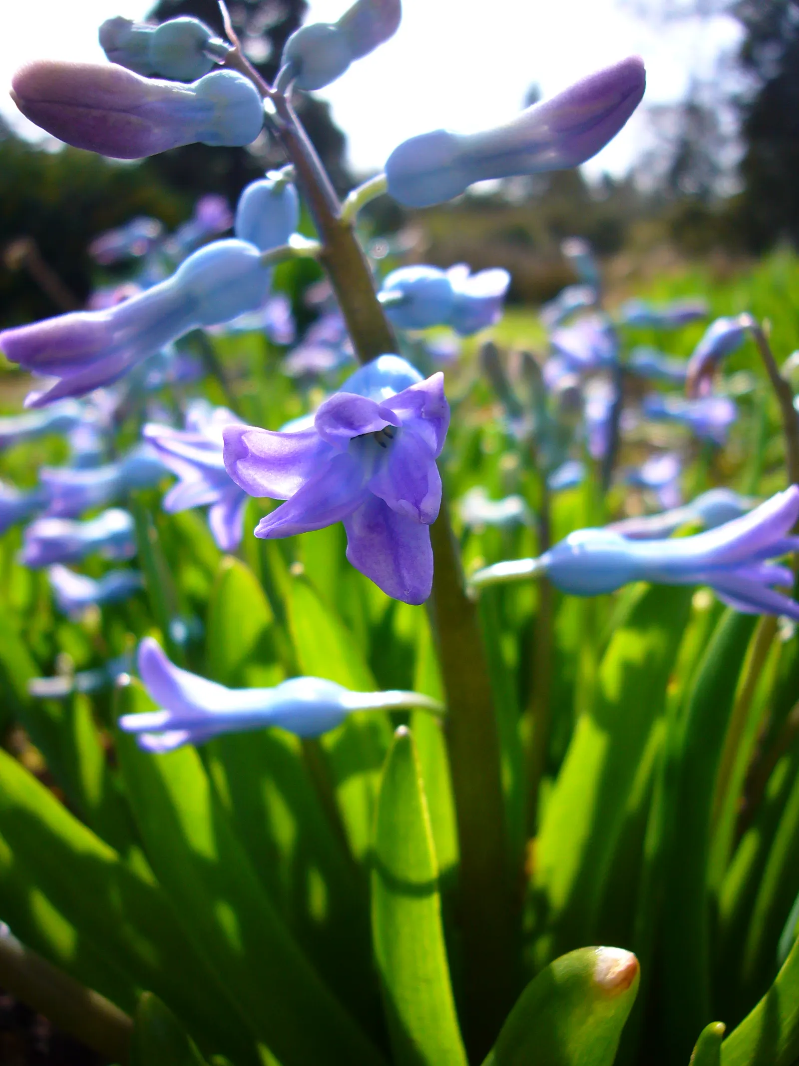 Garden Or Common Hyacinth (Hyacinthus Orientalis) — Plant the bulbs in the fall