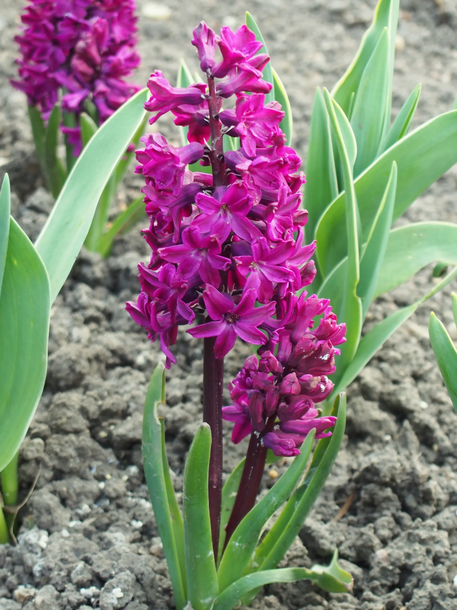 Garden Or Common Hyacinth (Hyacinthus Orientalis) — They require well-drained, moderately fertile soil with a preference for full sun to partial shade; and