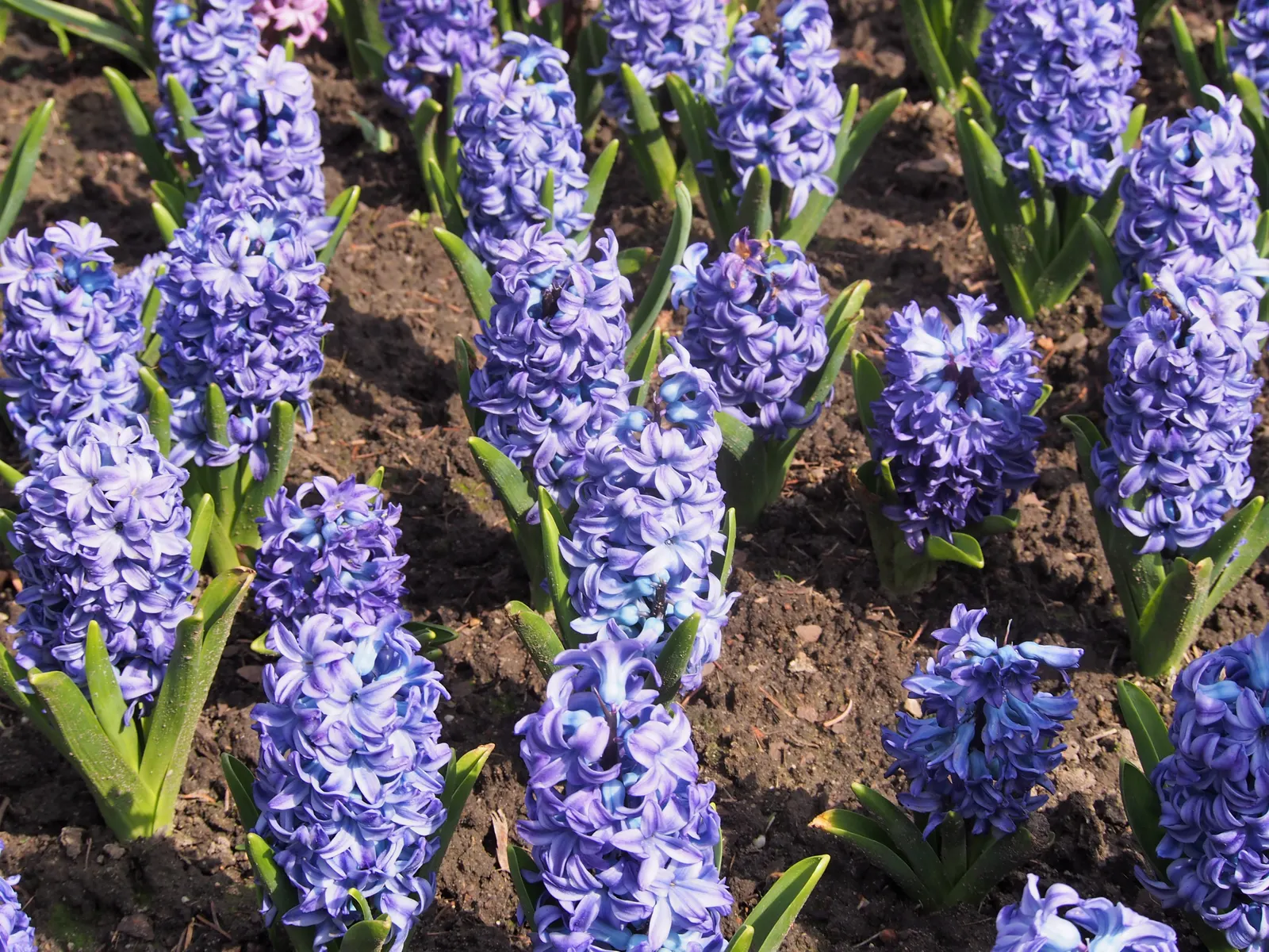 Garden Or Common Hyacinth (Hyacinthus Orientalis) — annual / bulb with blue and pink and red and yellow blooms
