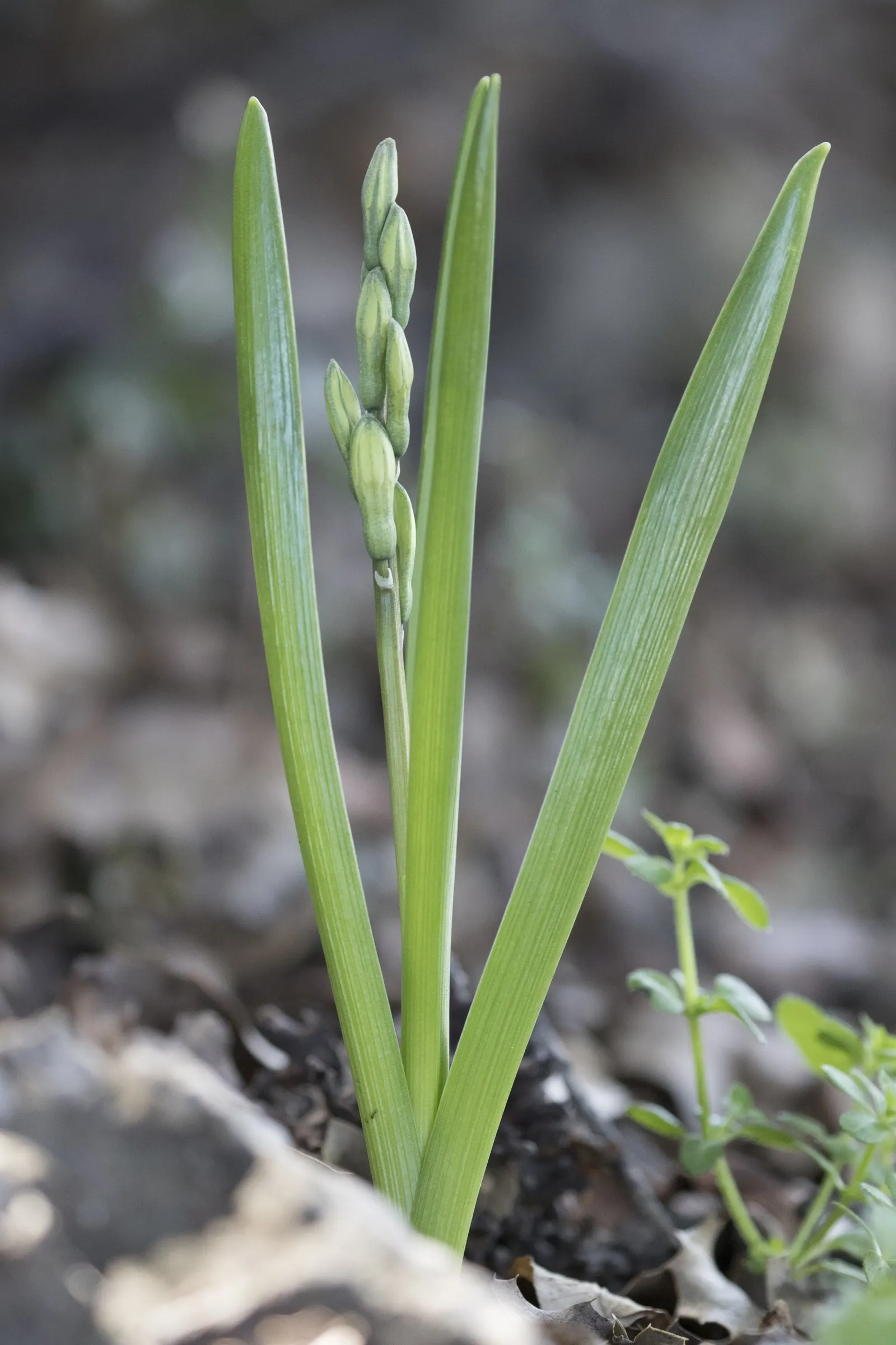 Garden Or Common Hyacinth (Hyacinthus Orientalis) — its dense flower spikes come in shades of purple; these blossoms range in color, image 97