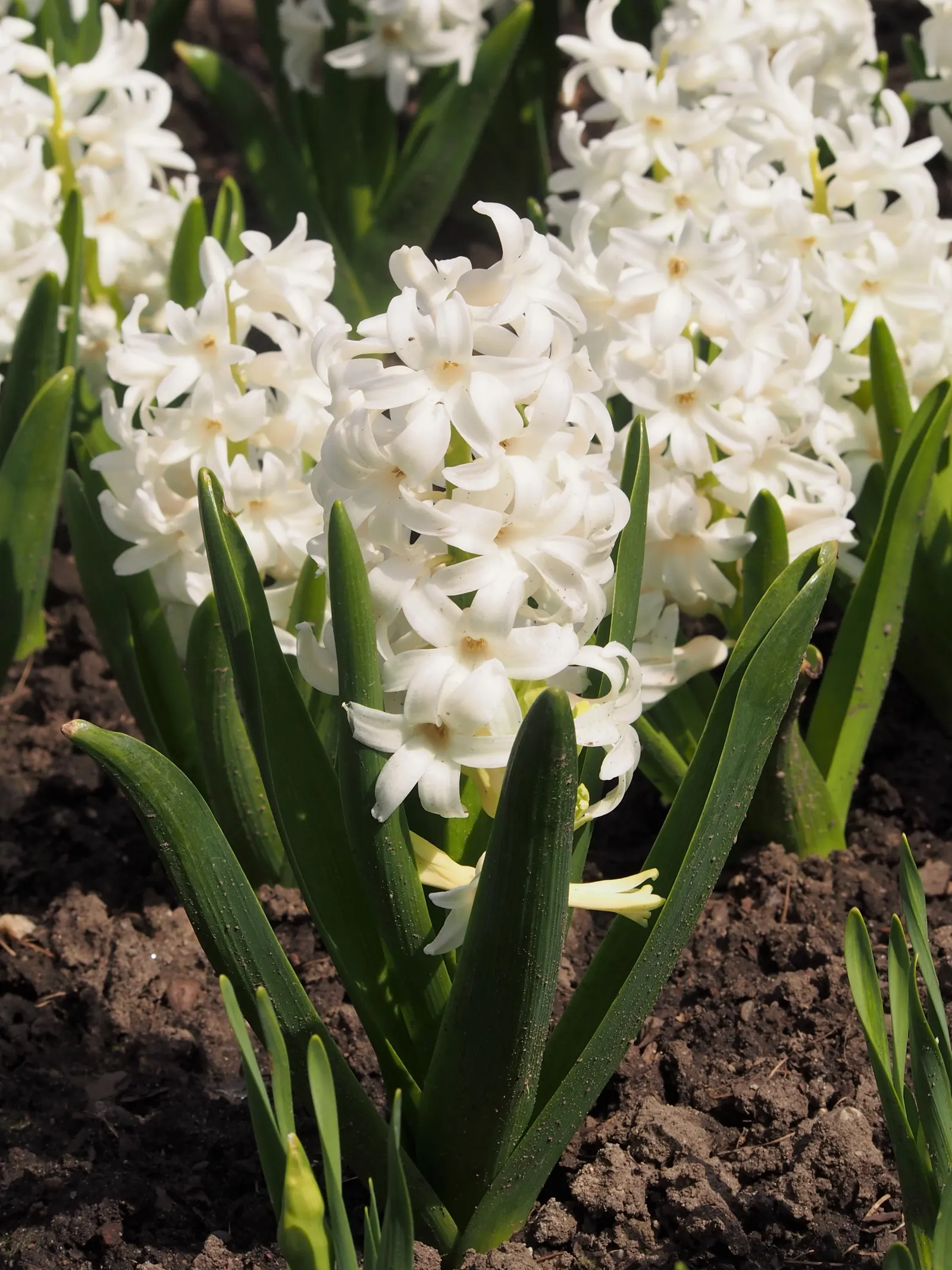 Garden Or Common Hyacinth (Hyacinthus Orientalis) — Ideal for borders and container displays; thriving in USDA zones 4-8, it reaches 8-12 inches in height